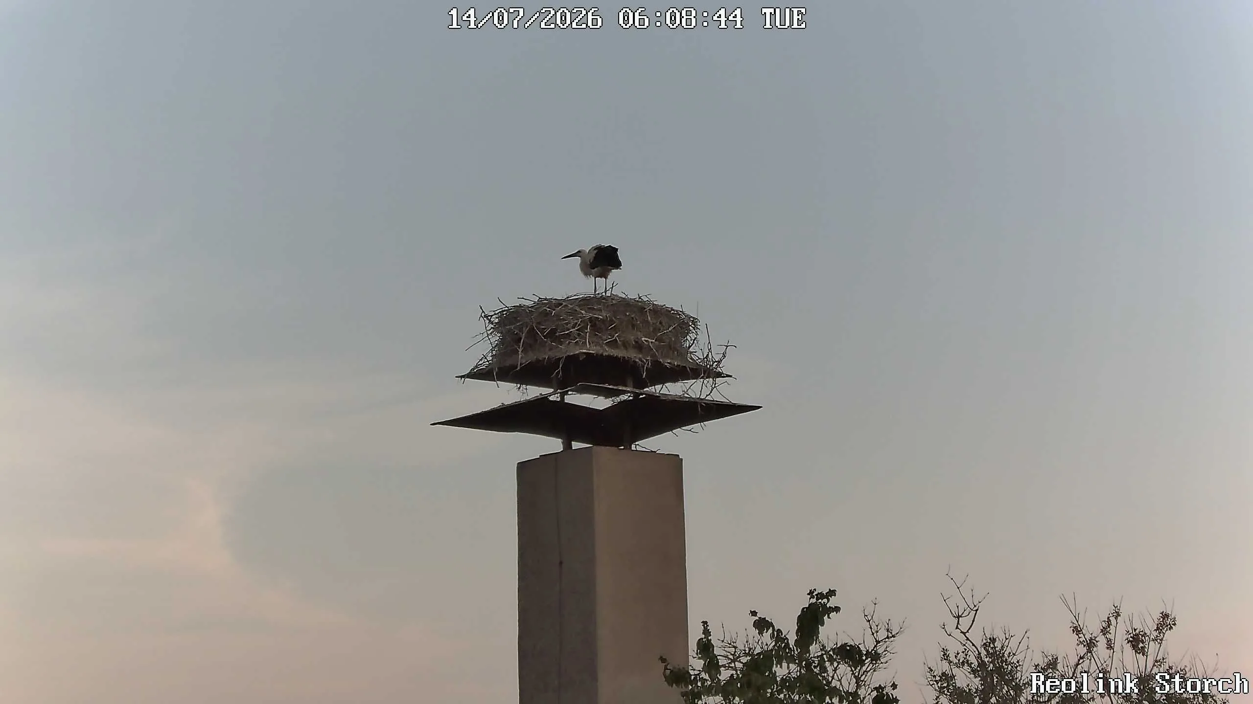 Storchencam Bild
