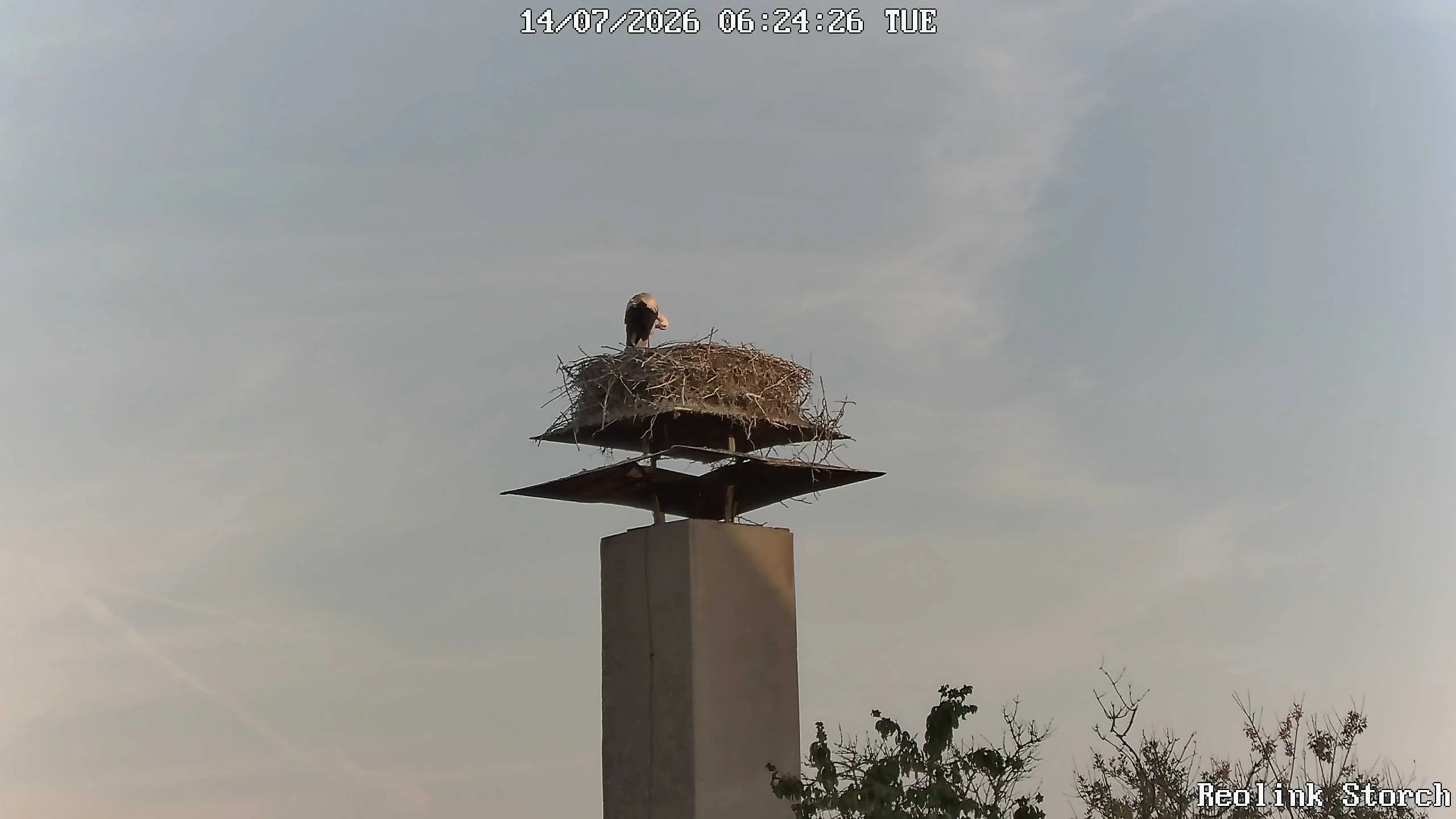 Storchencam Bild