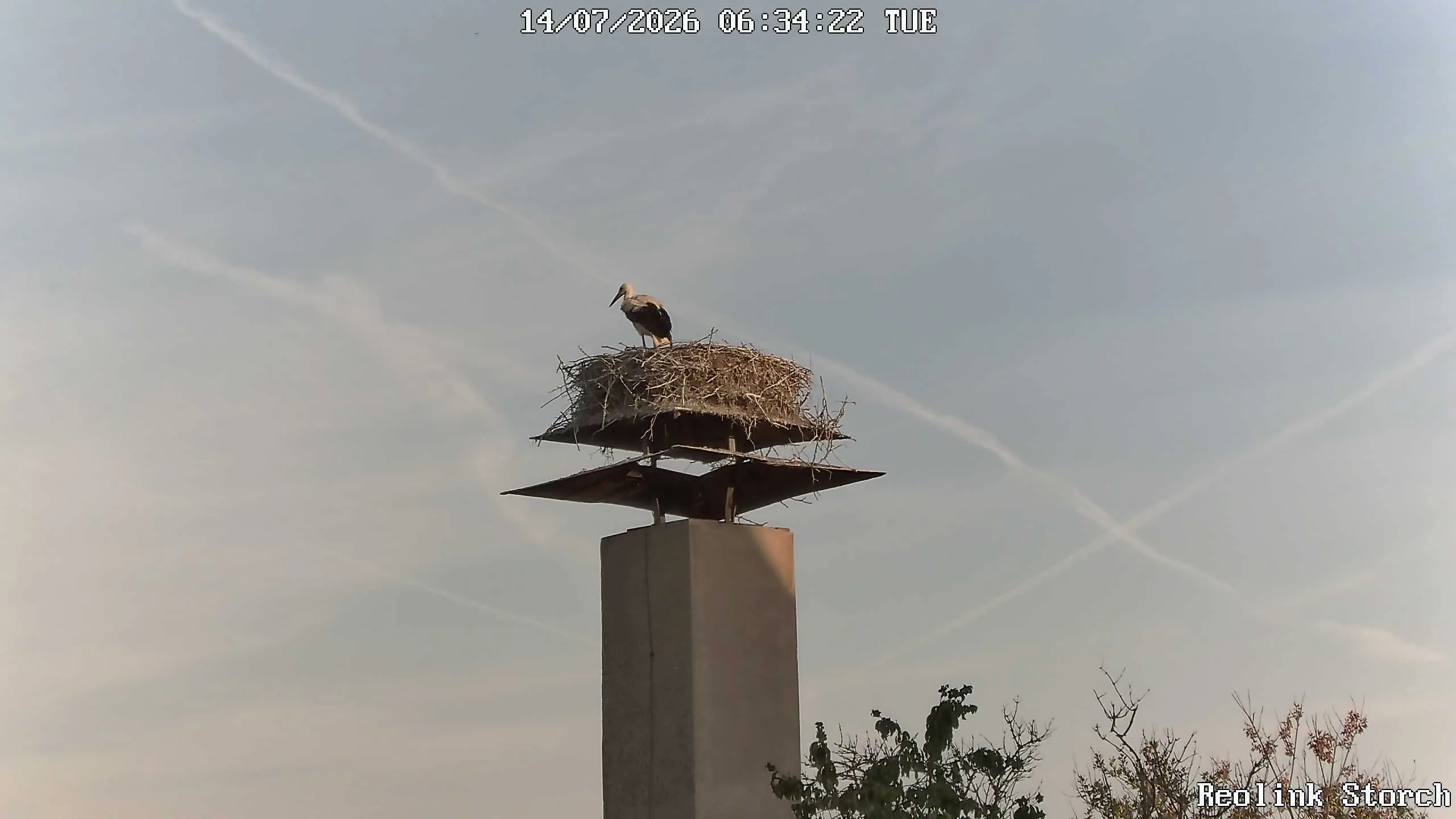 Storchencam Bild