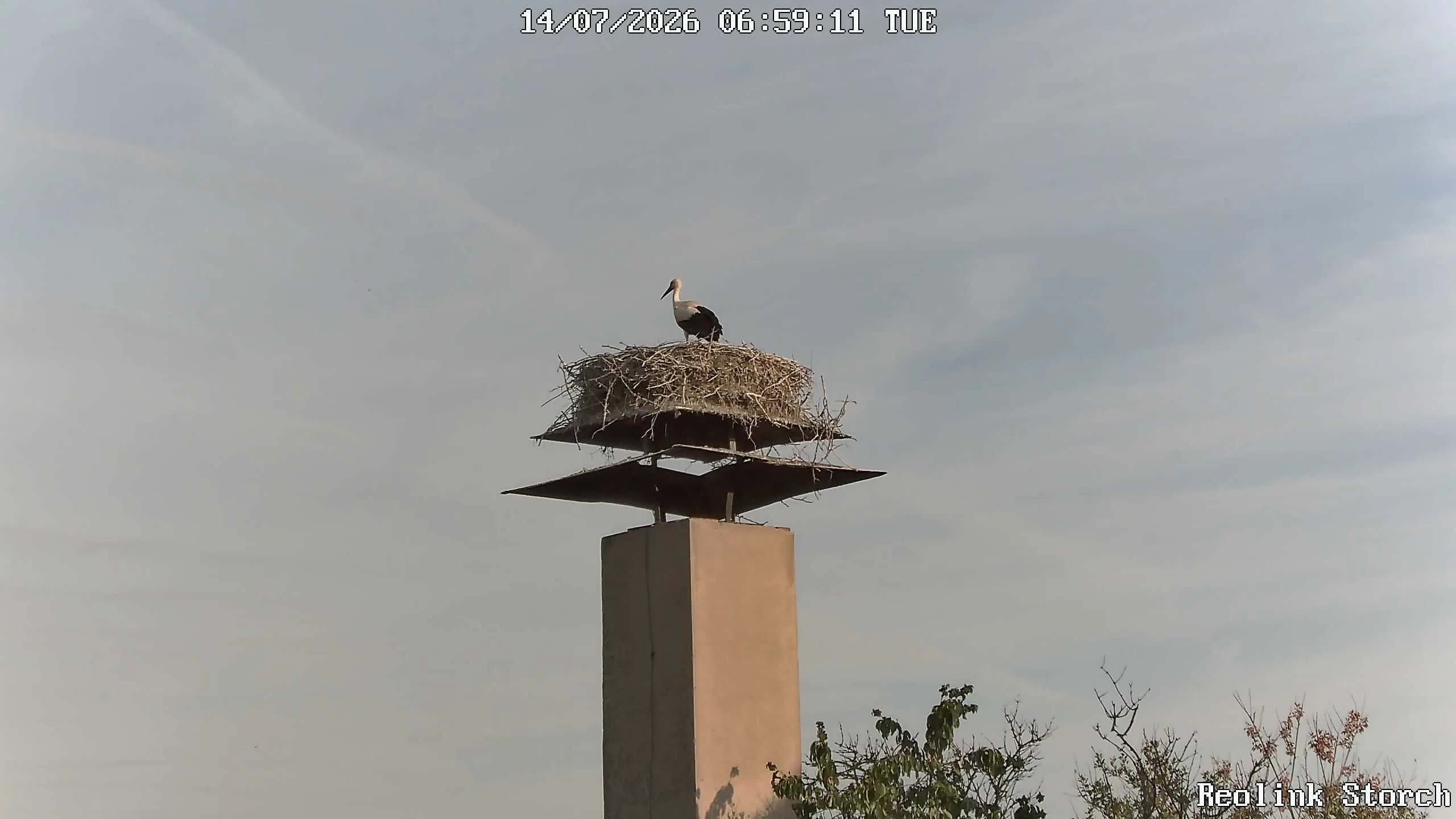 Storchencam Bild