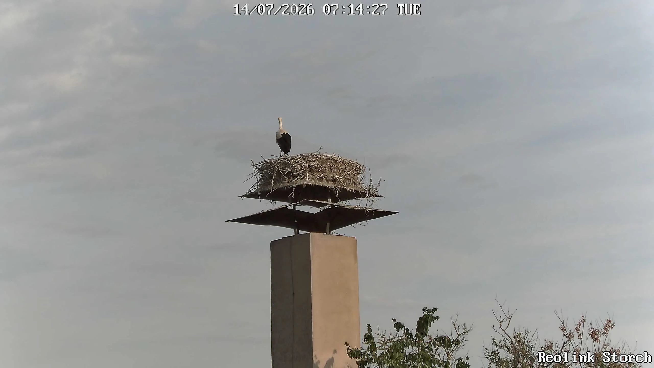 Storchencam Bild