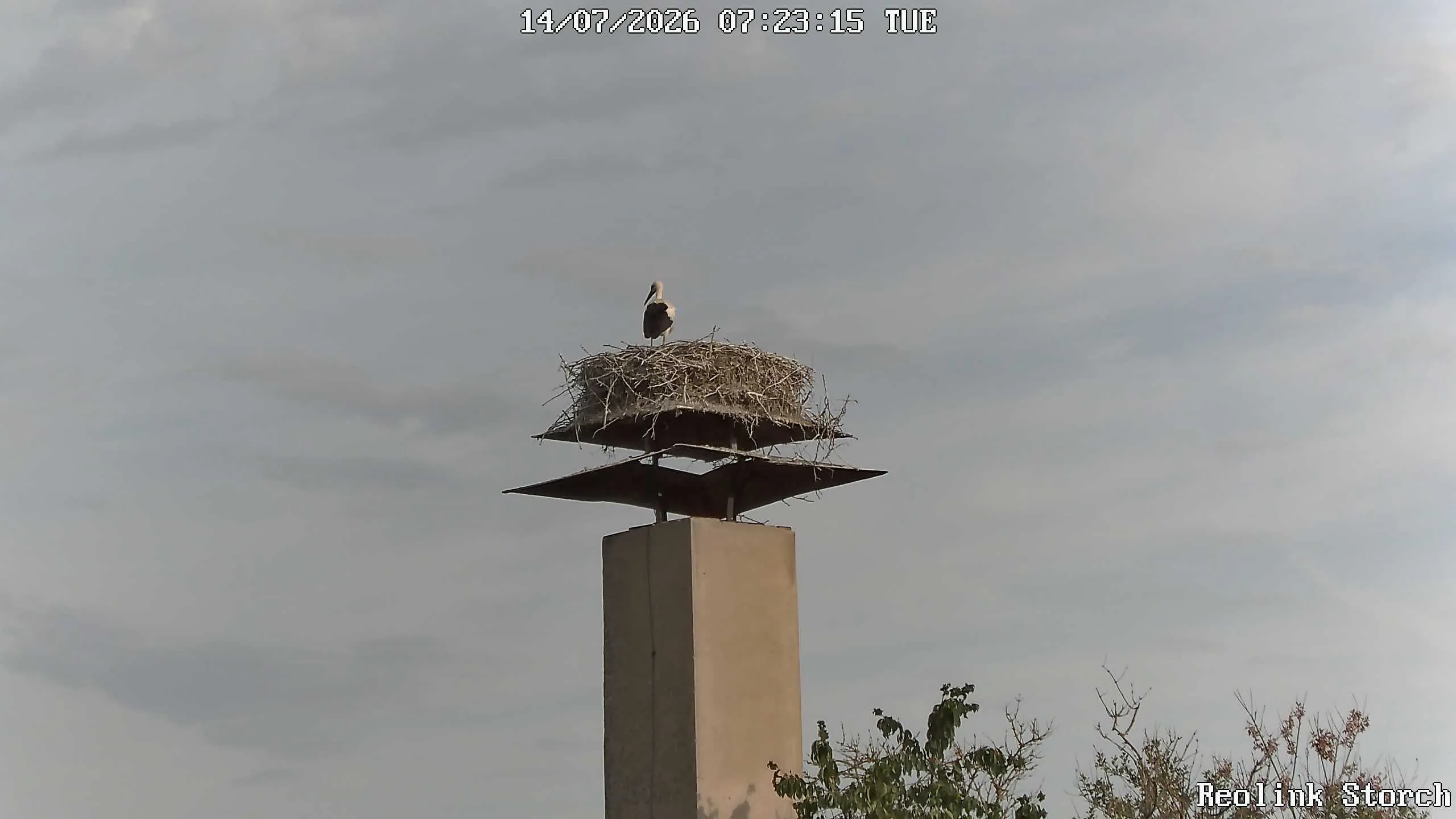 Storchencam Bild