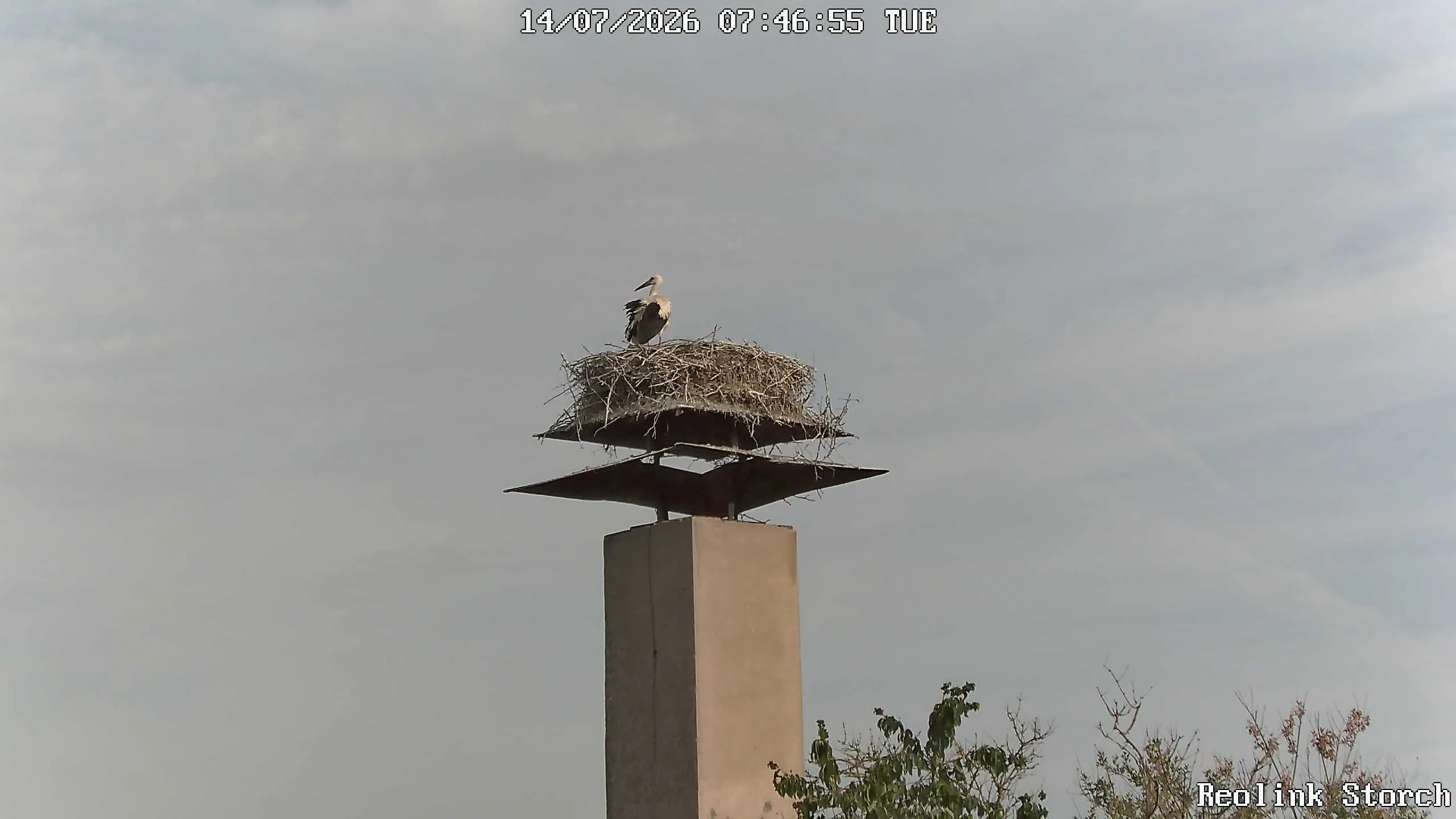 Storchencam Bild
