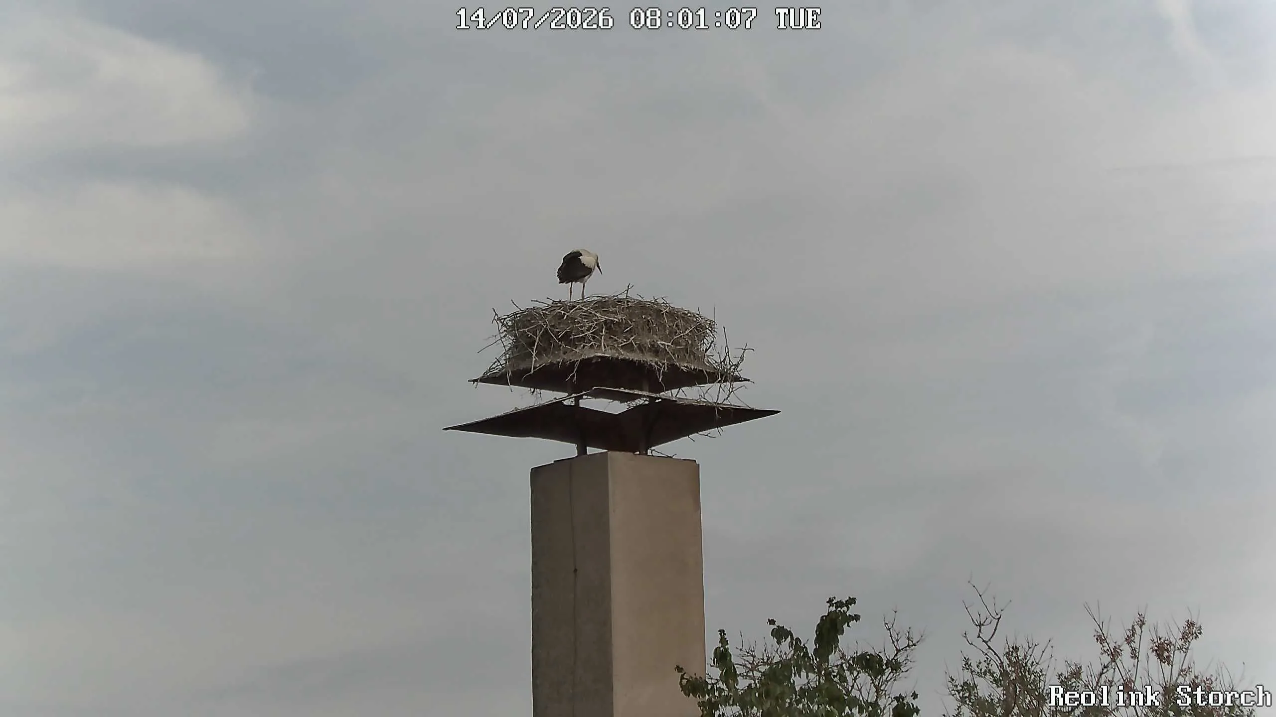 Storchencam Bild
