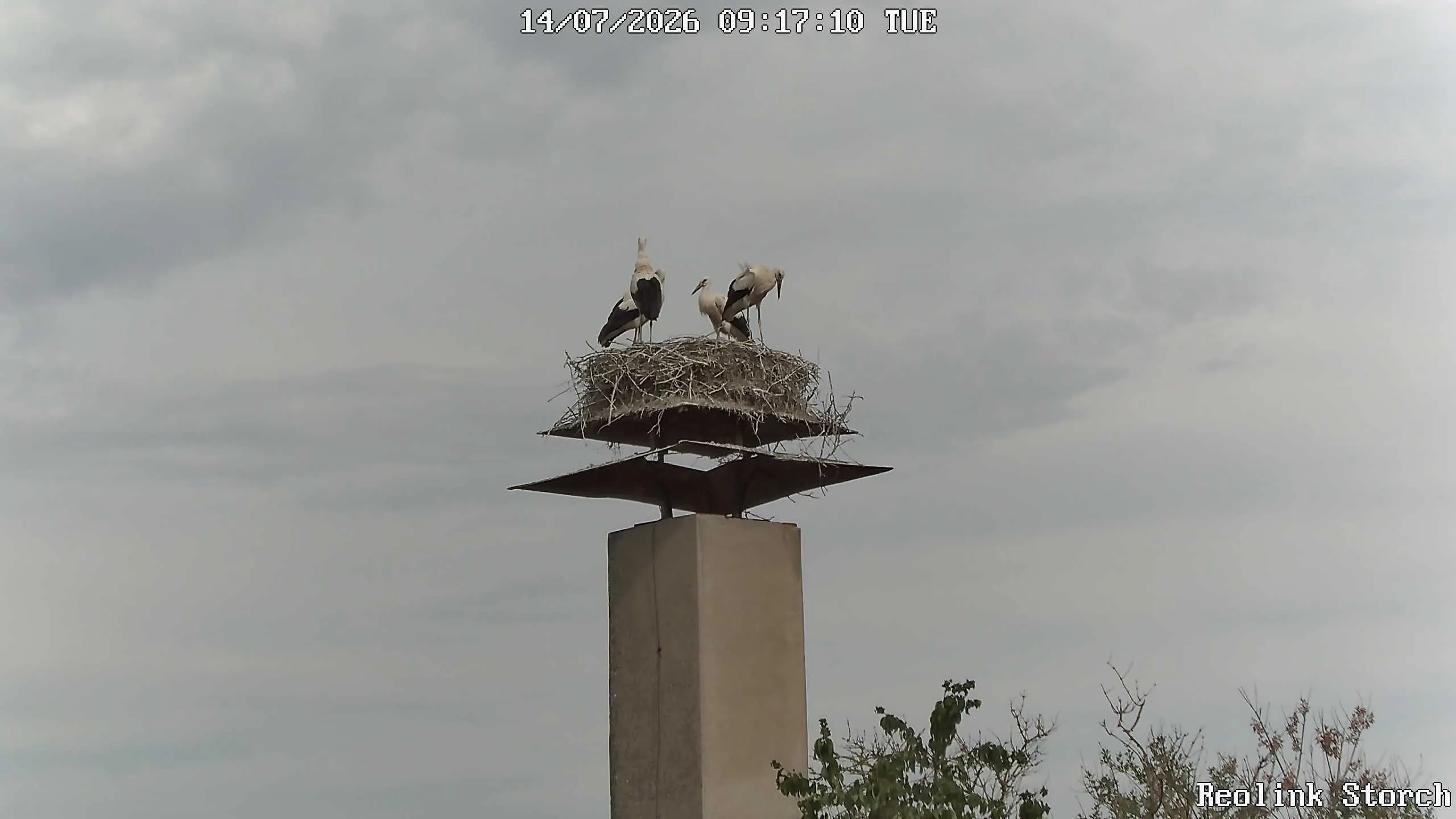 Storchencam Bild