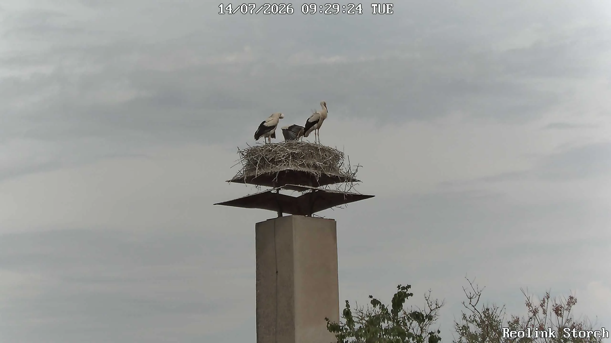 Storchencam Bild