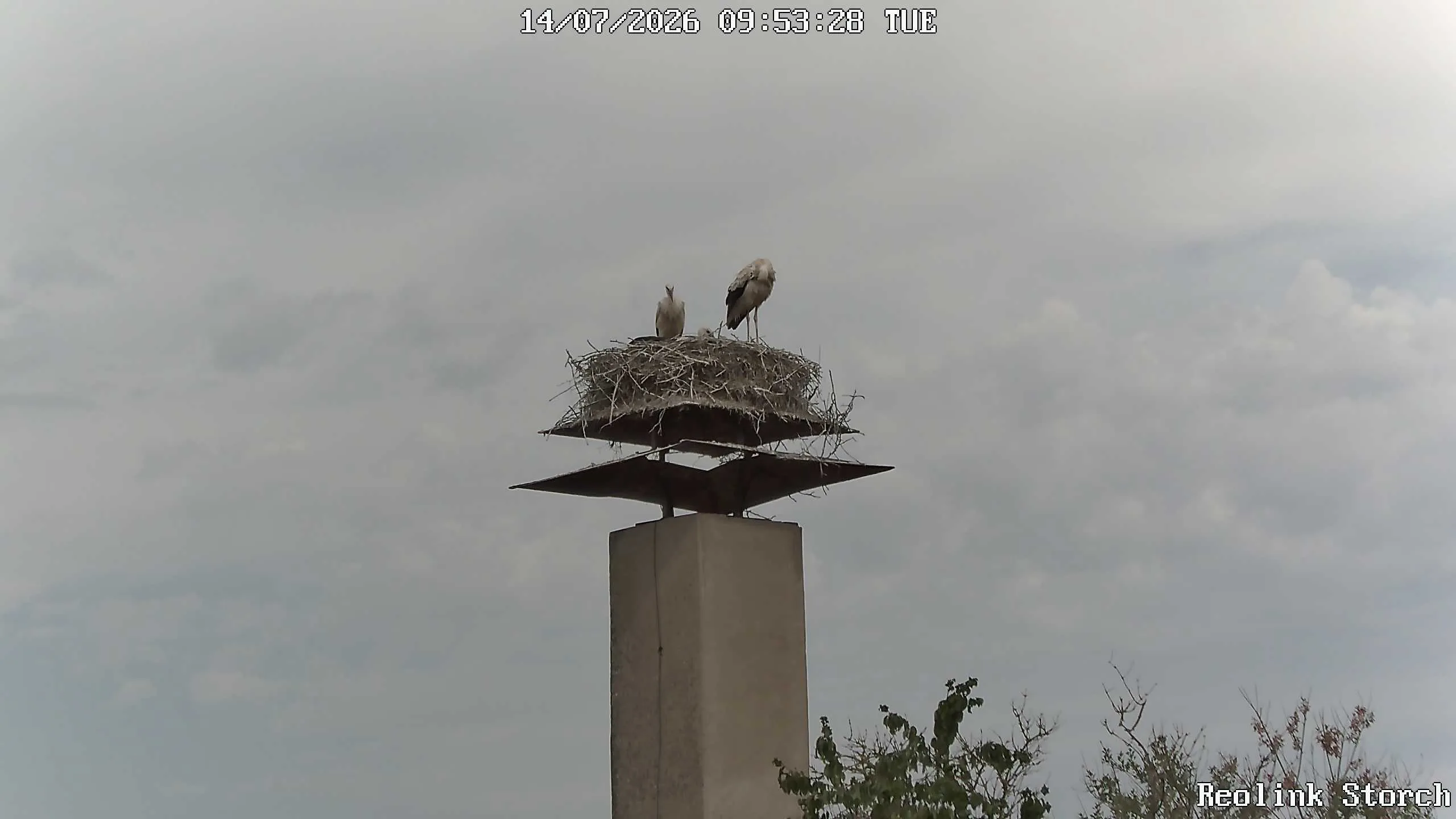 Storchencam Bild
