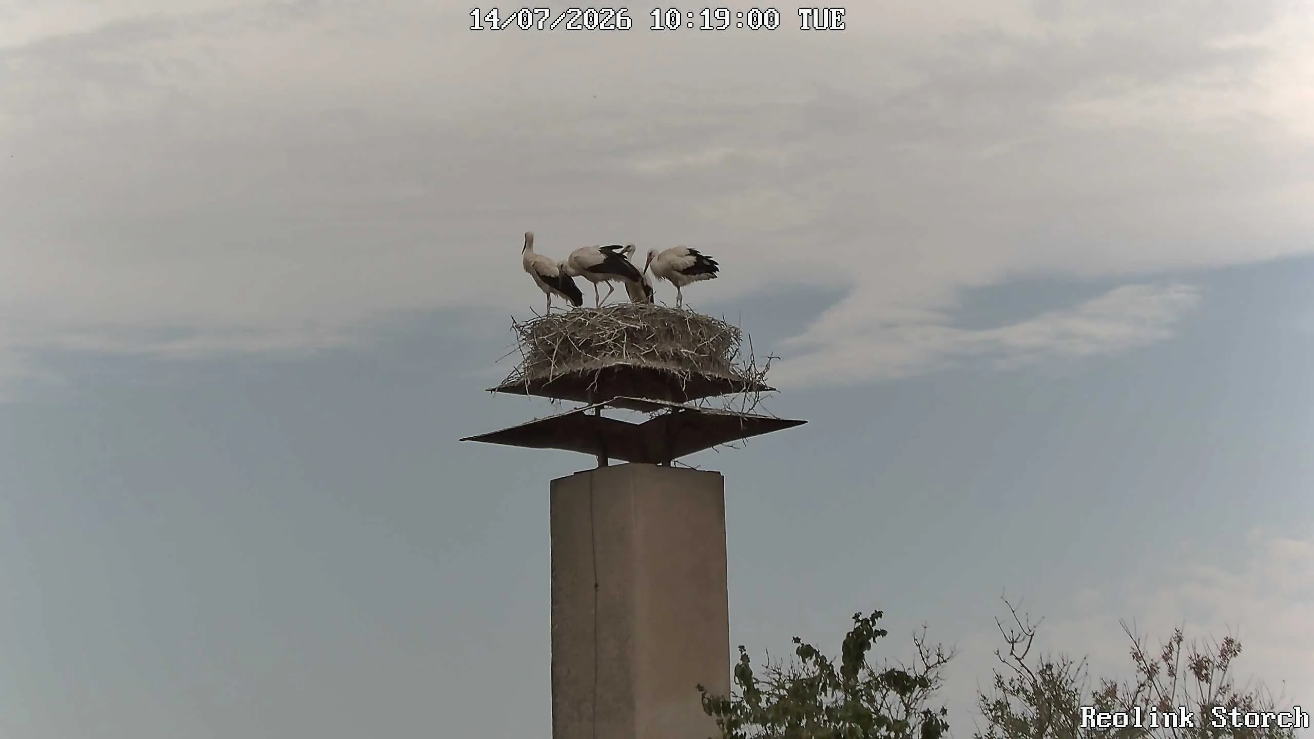 Storchencam Bild