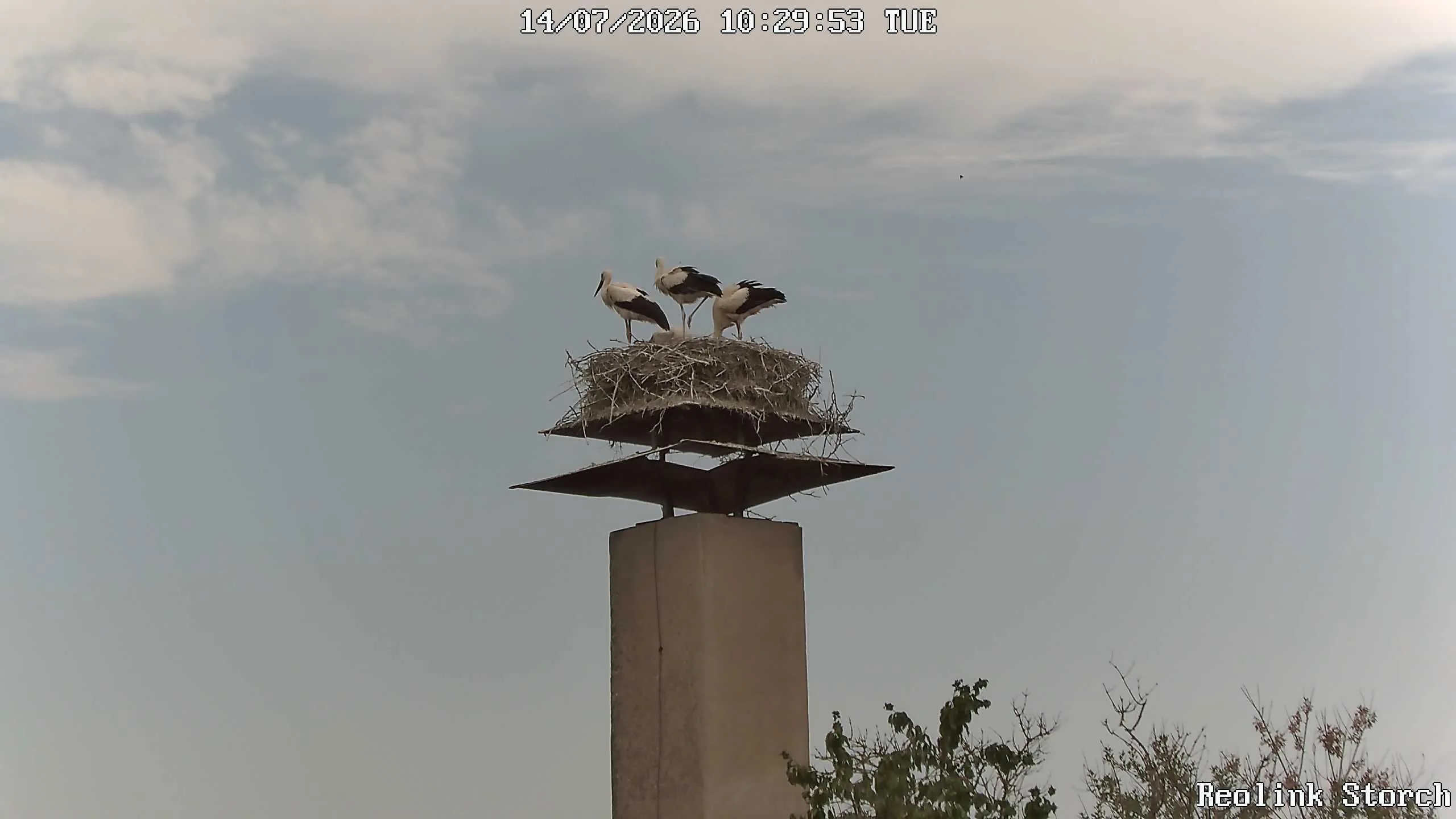 Storchencam Bild
