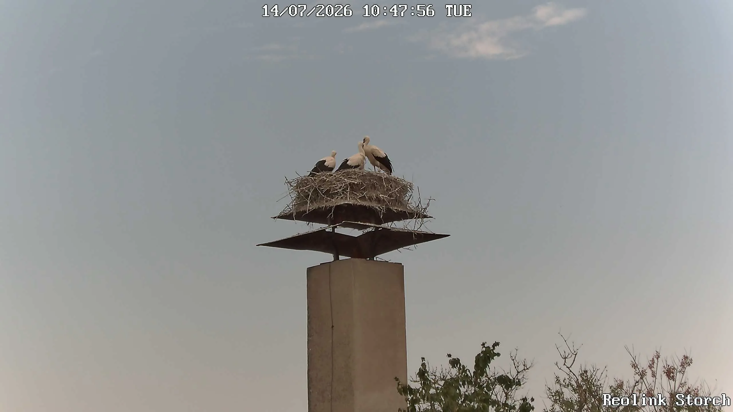 Storchencam Bild