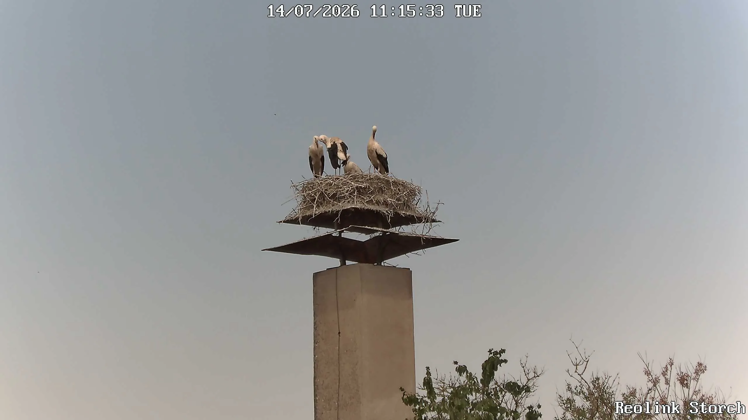 Storchencam Bild