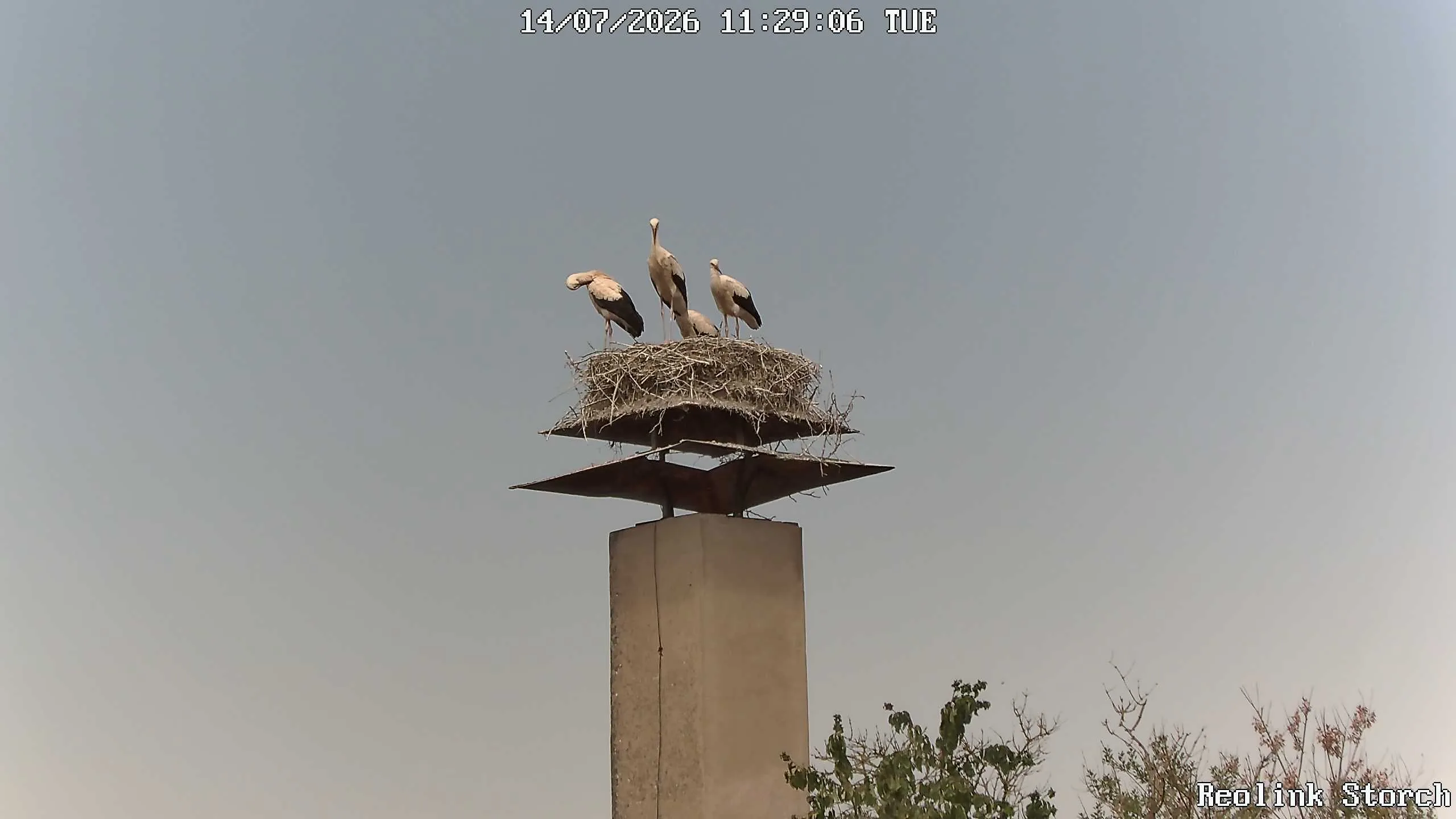Storchencam Bild