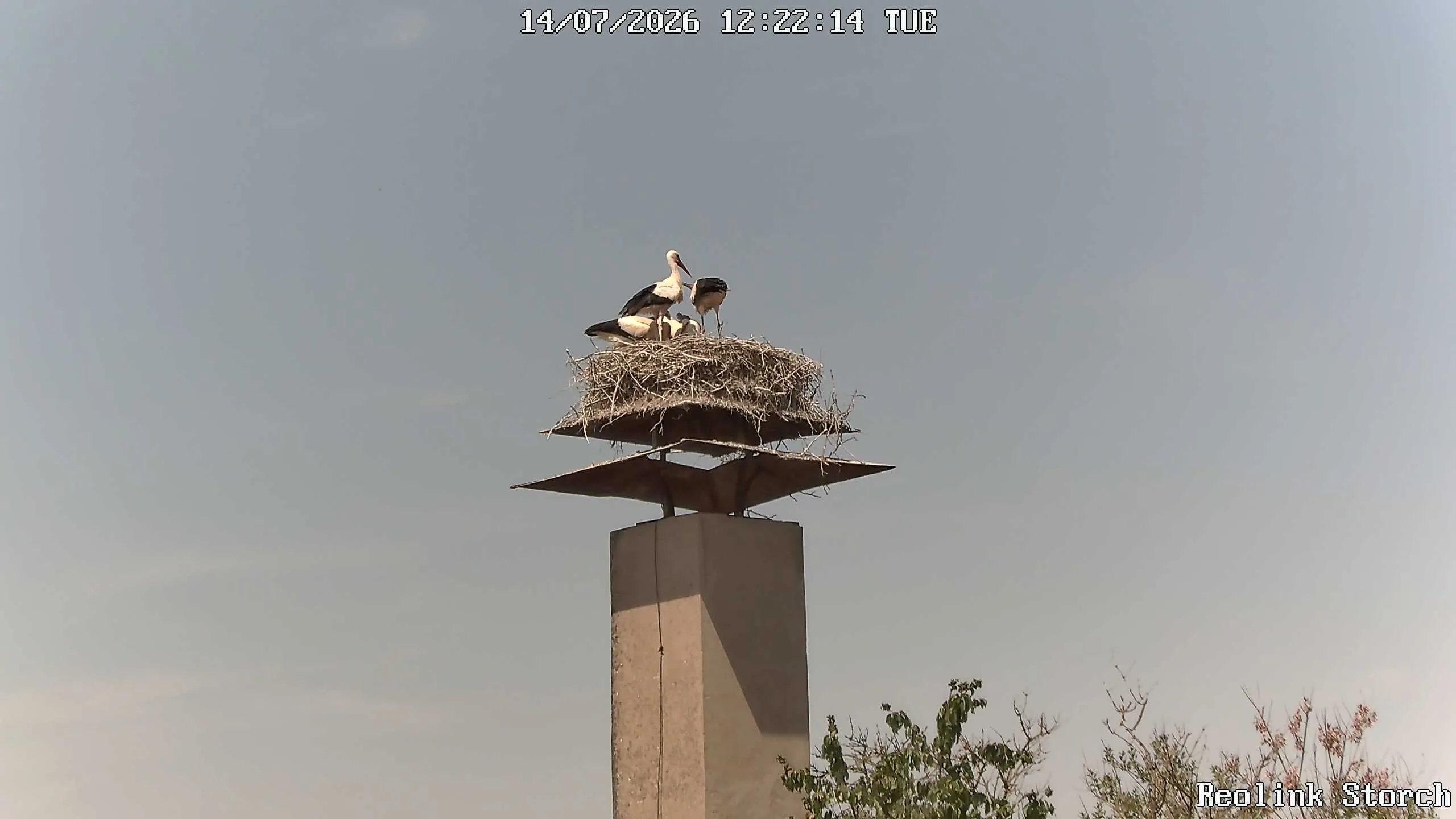 Storchencam Bild