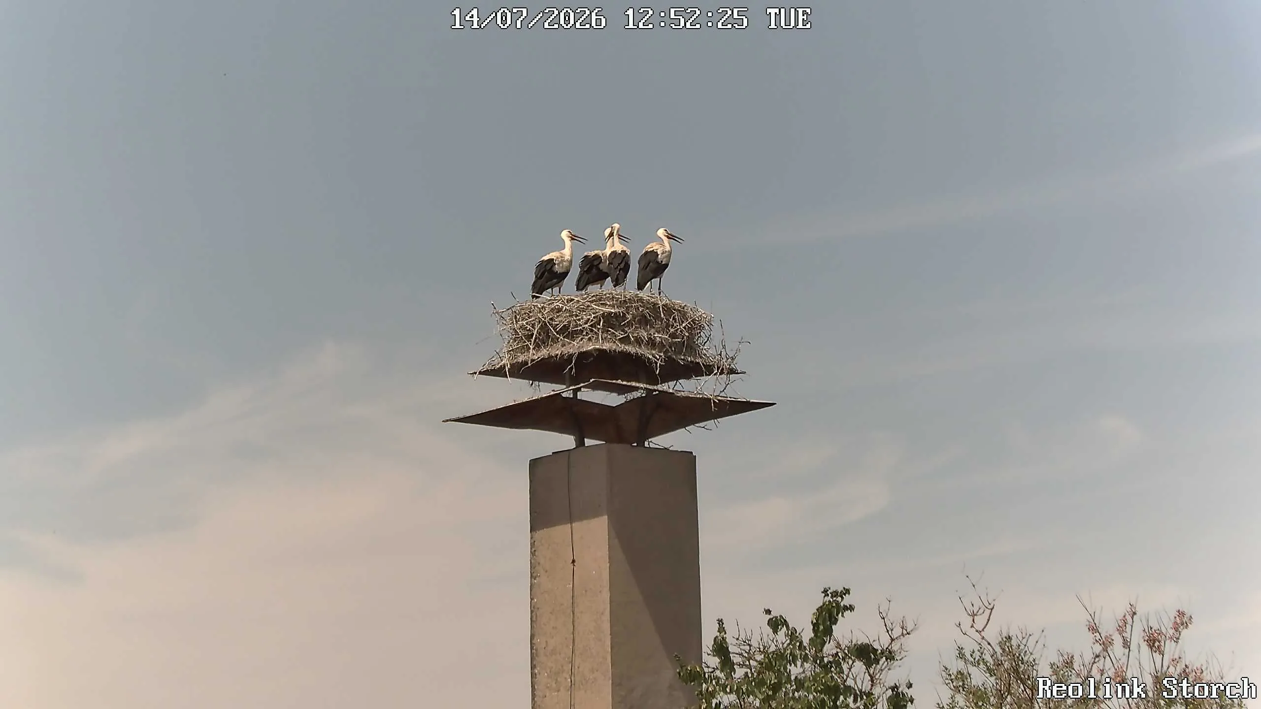 Storchencam Bild