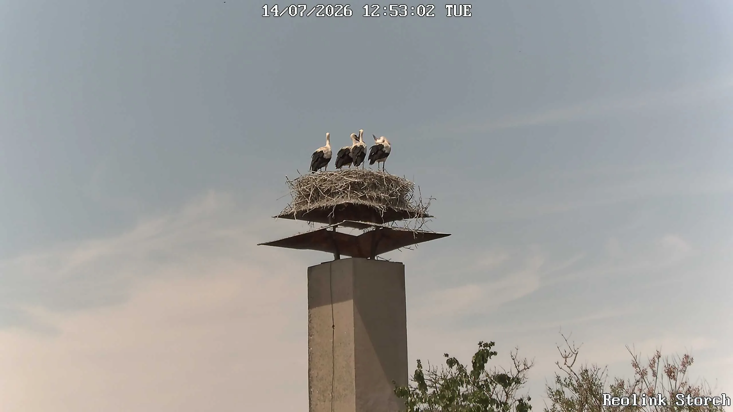 Storchencam Bild