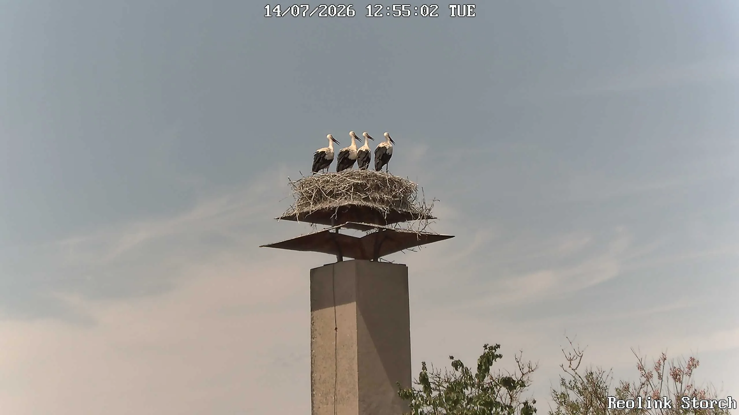 Storchencam Bild