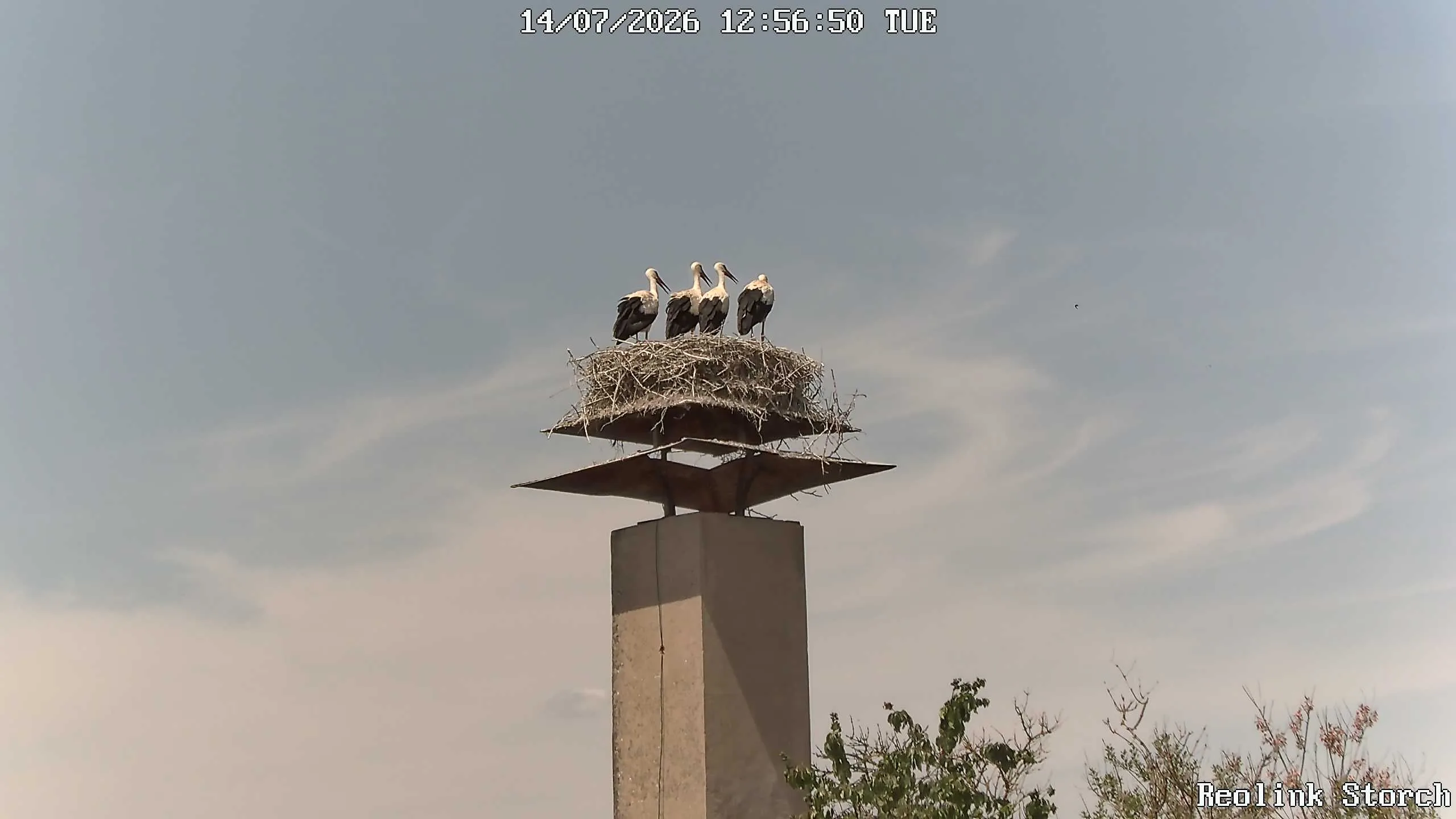 Storchencam Bild