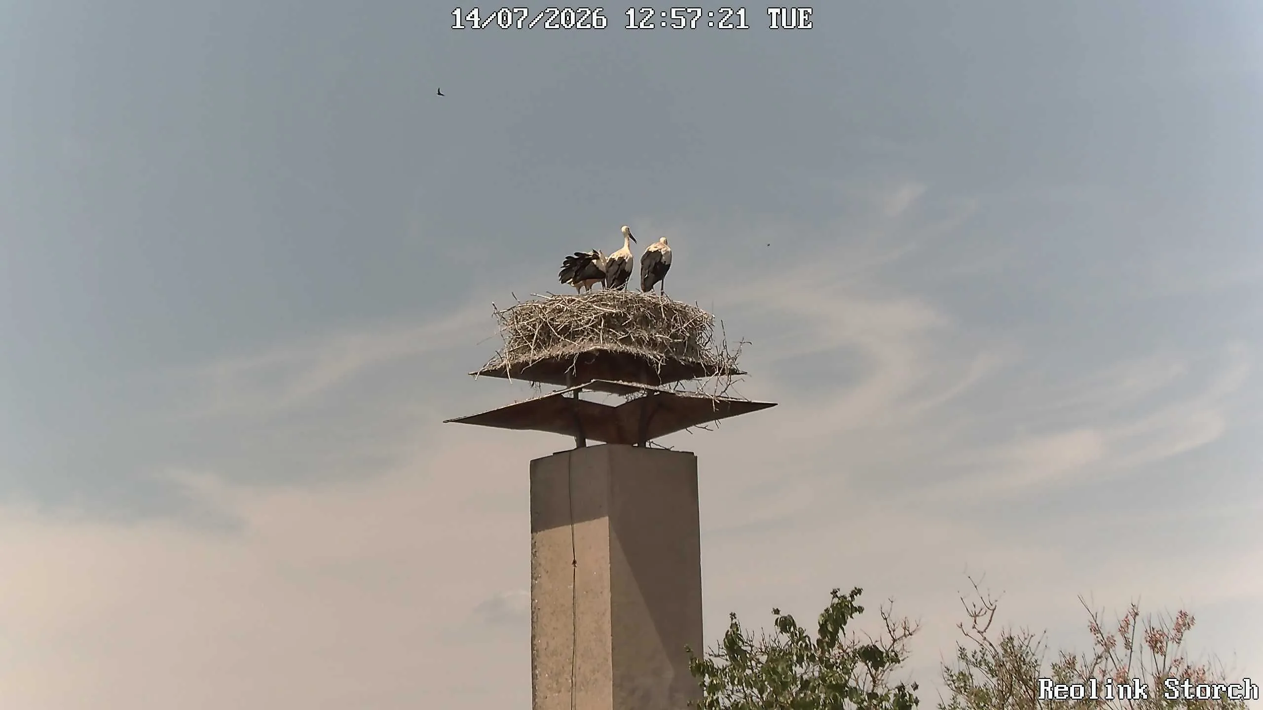 Storchencam Bild