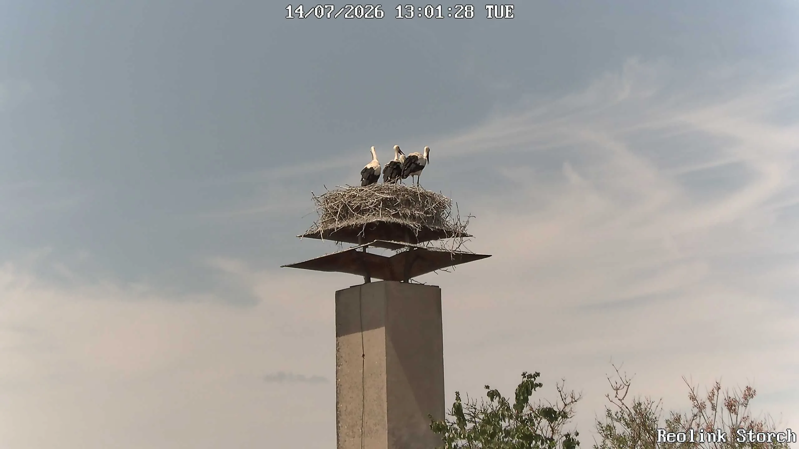 Storchencam Bild