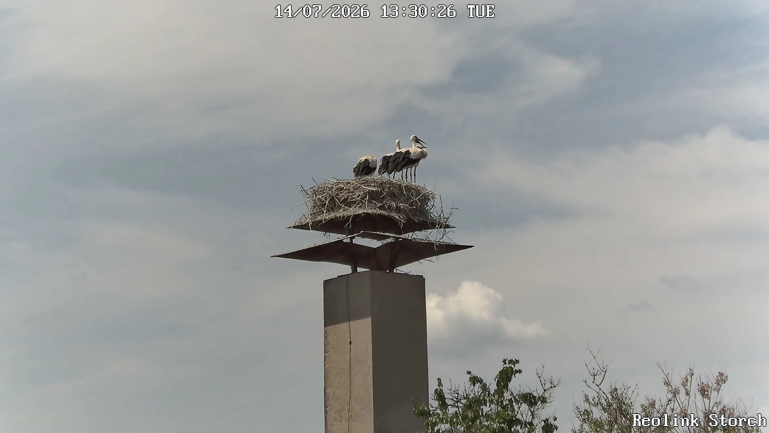 Storchencam Bild