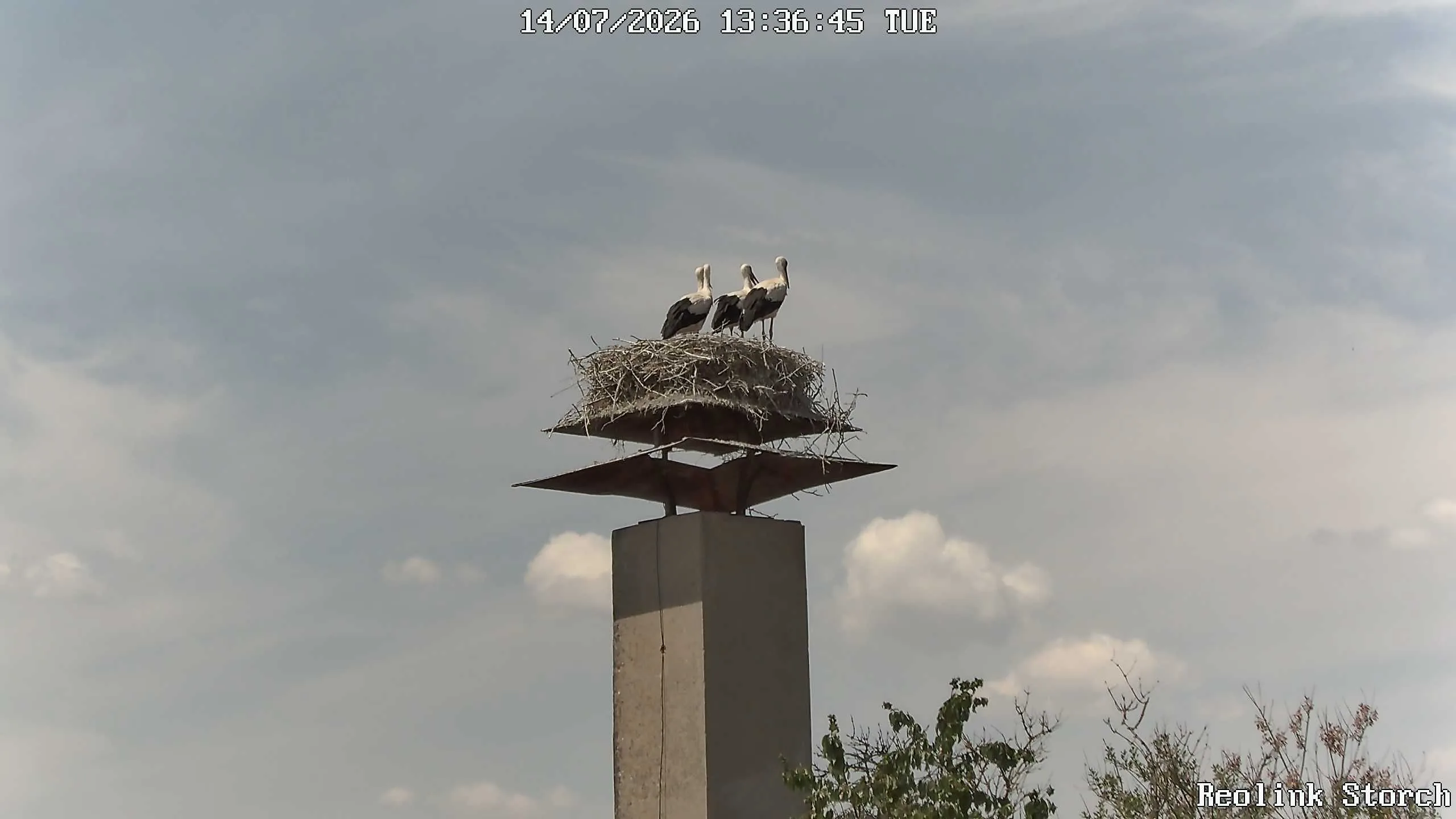 Storchencam Bild