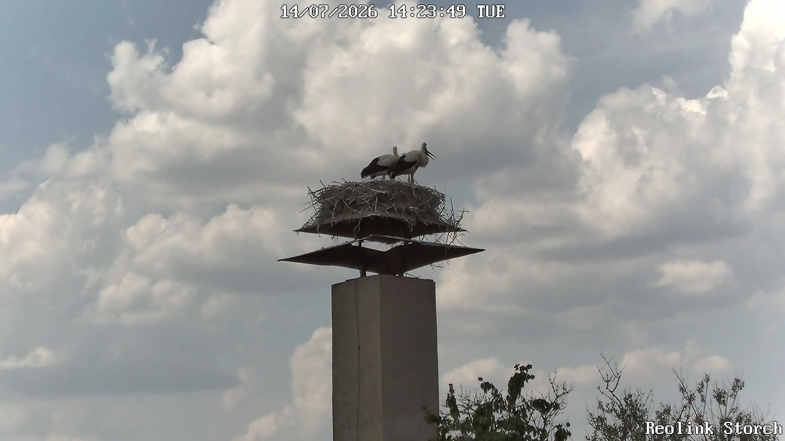 Storchencam Bild