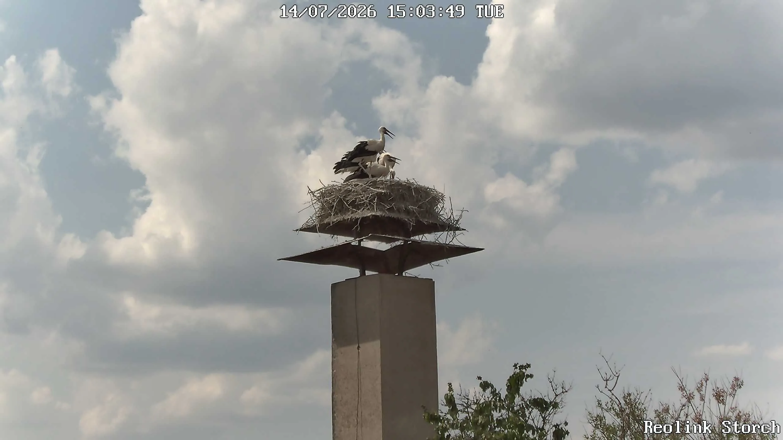 Storchencam Bild