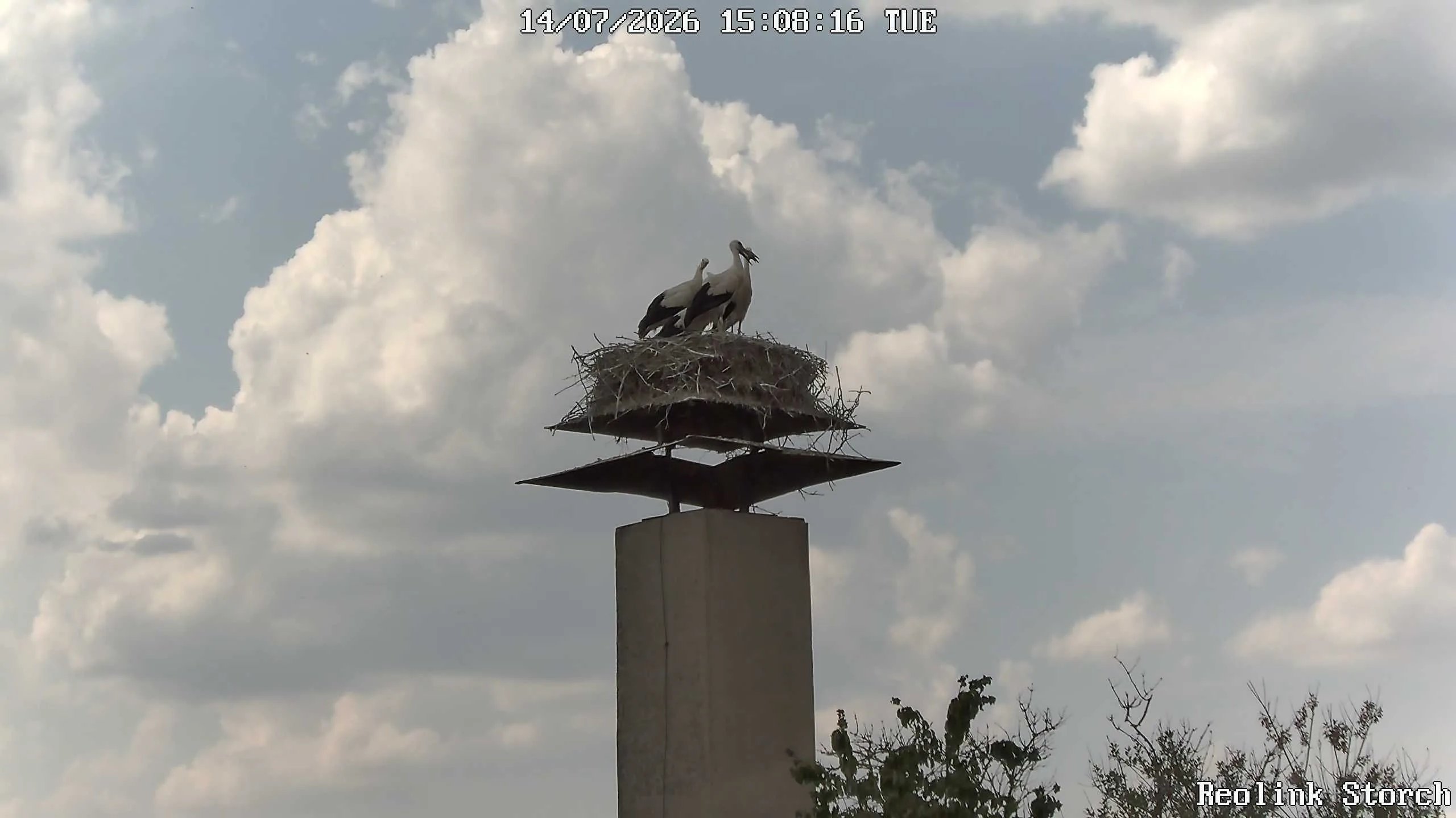 Storchencam Bild