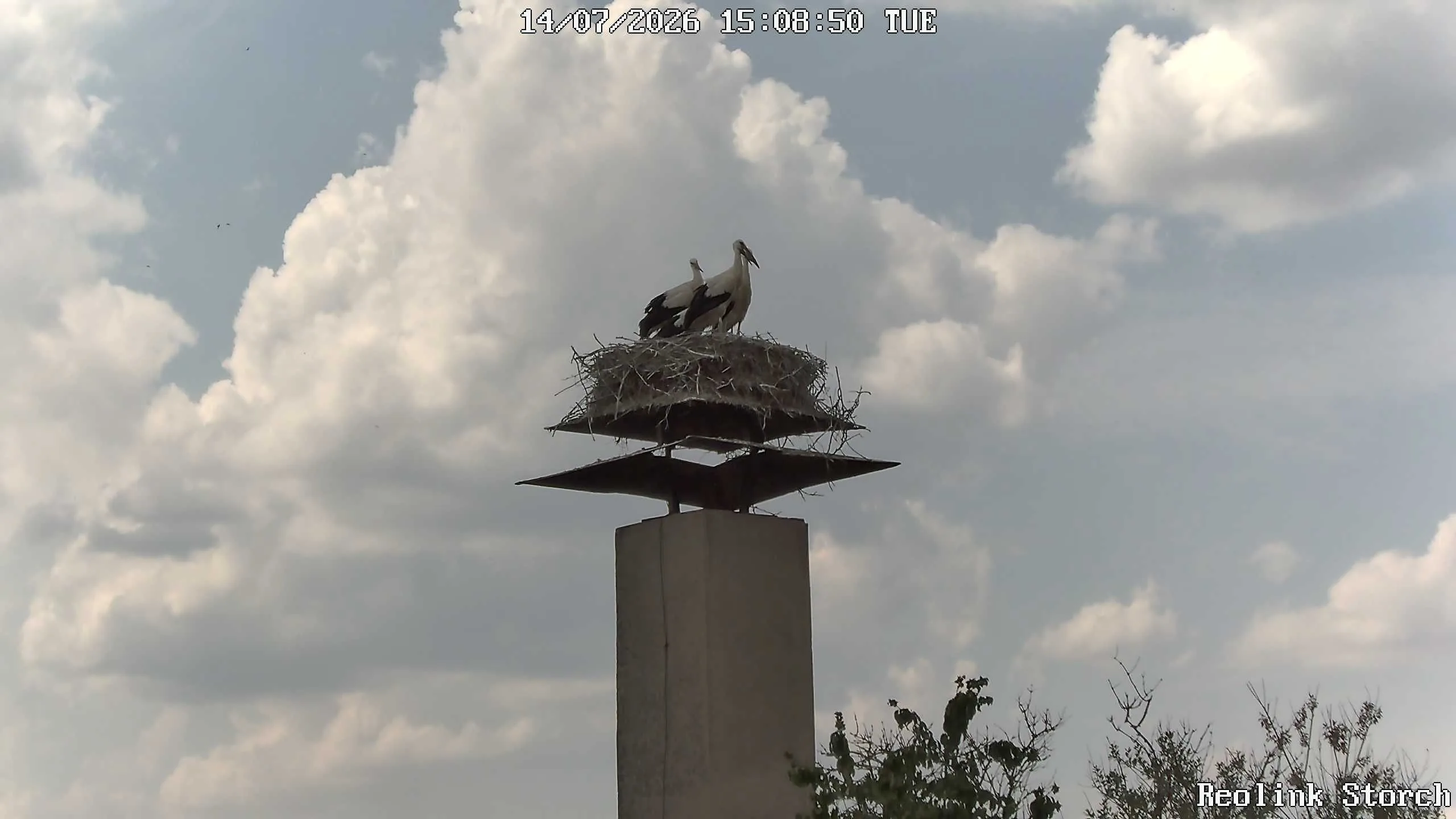 Storchencam Bild