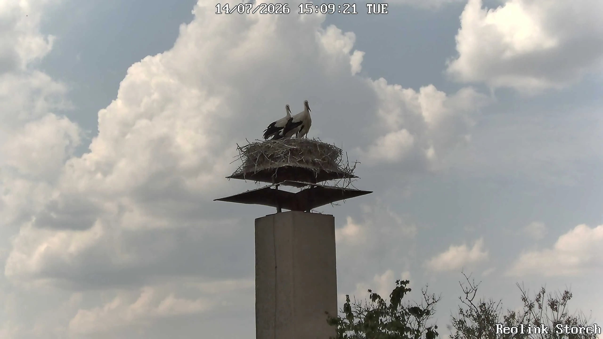 Storchencam Bild