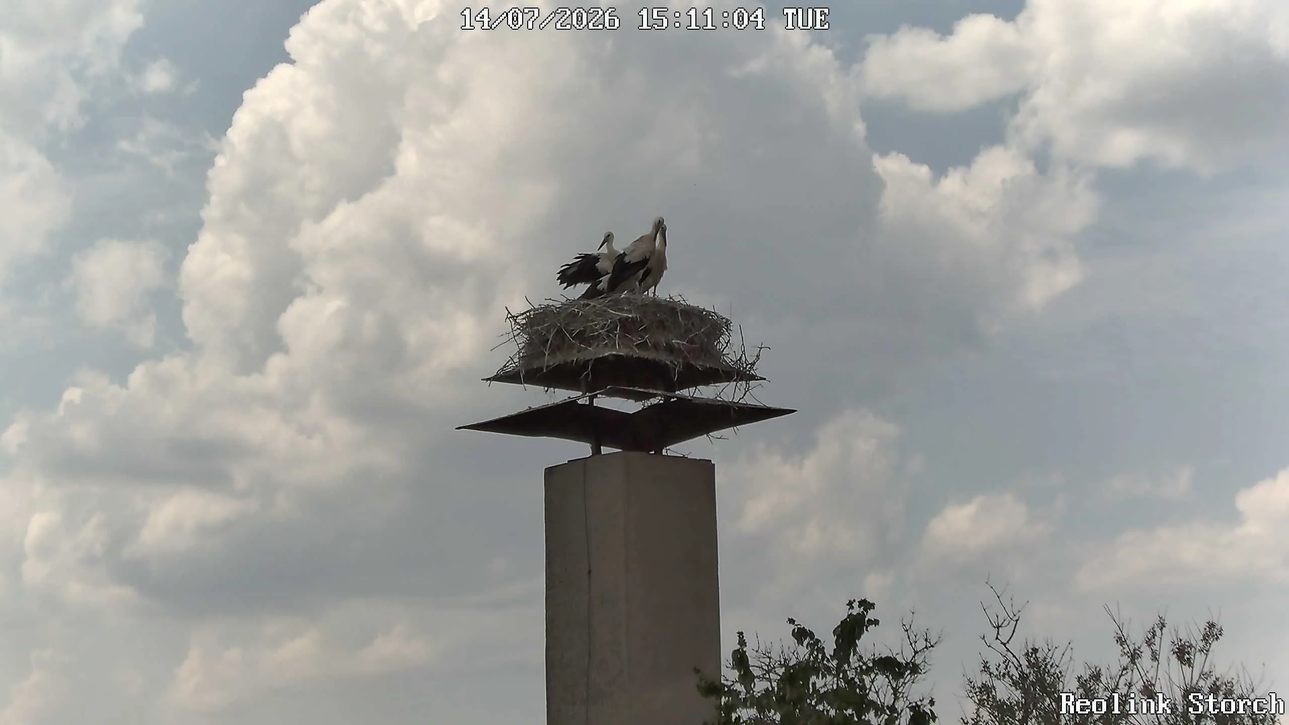 Storchencam Bild
