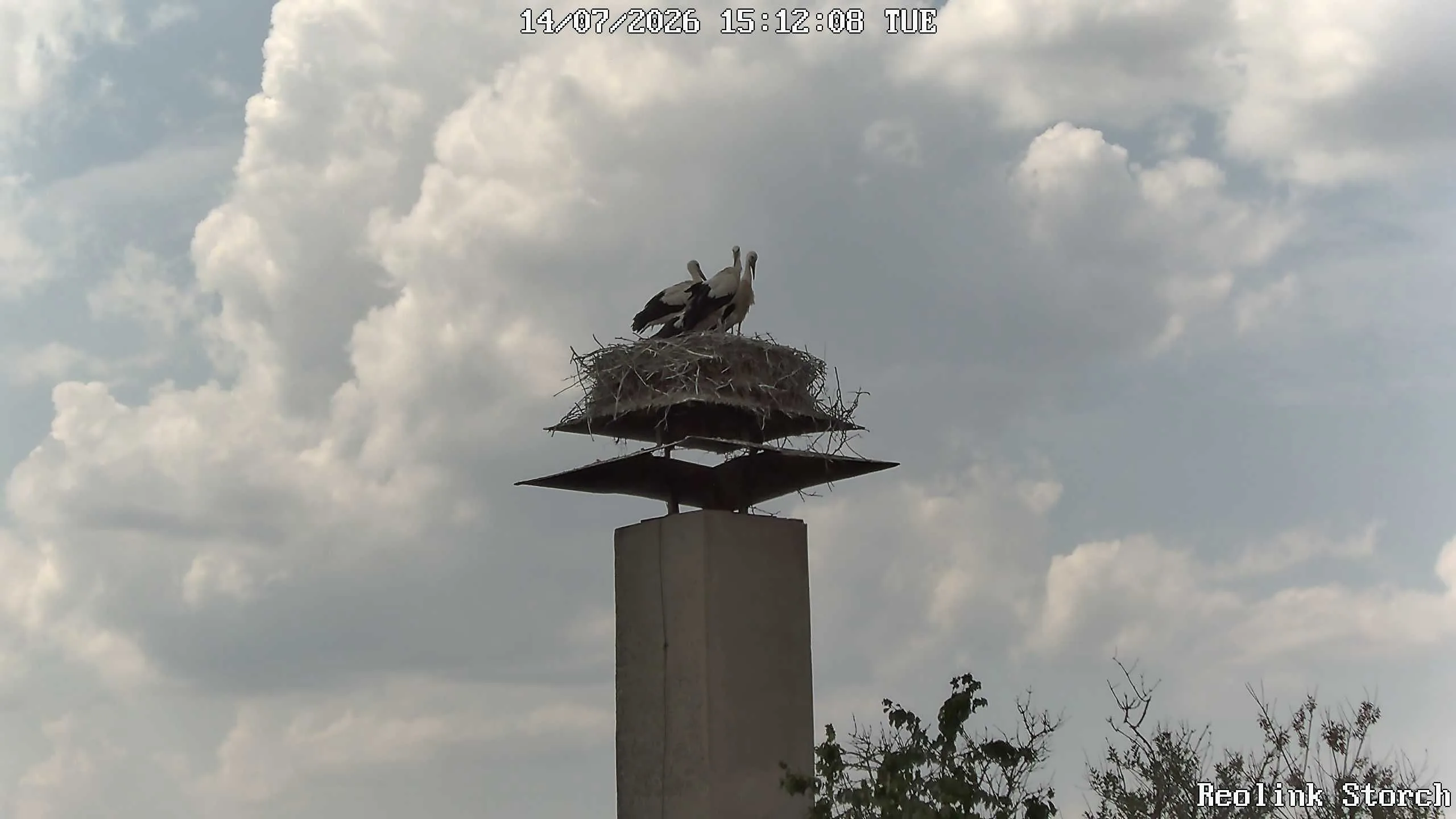 Storchencam Bild