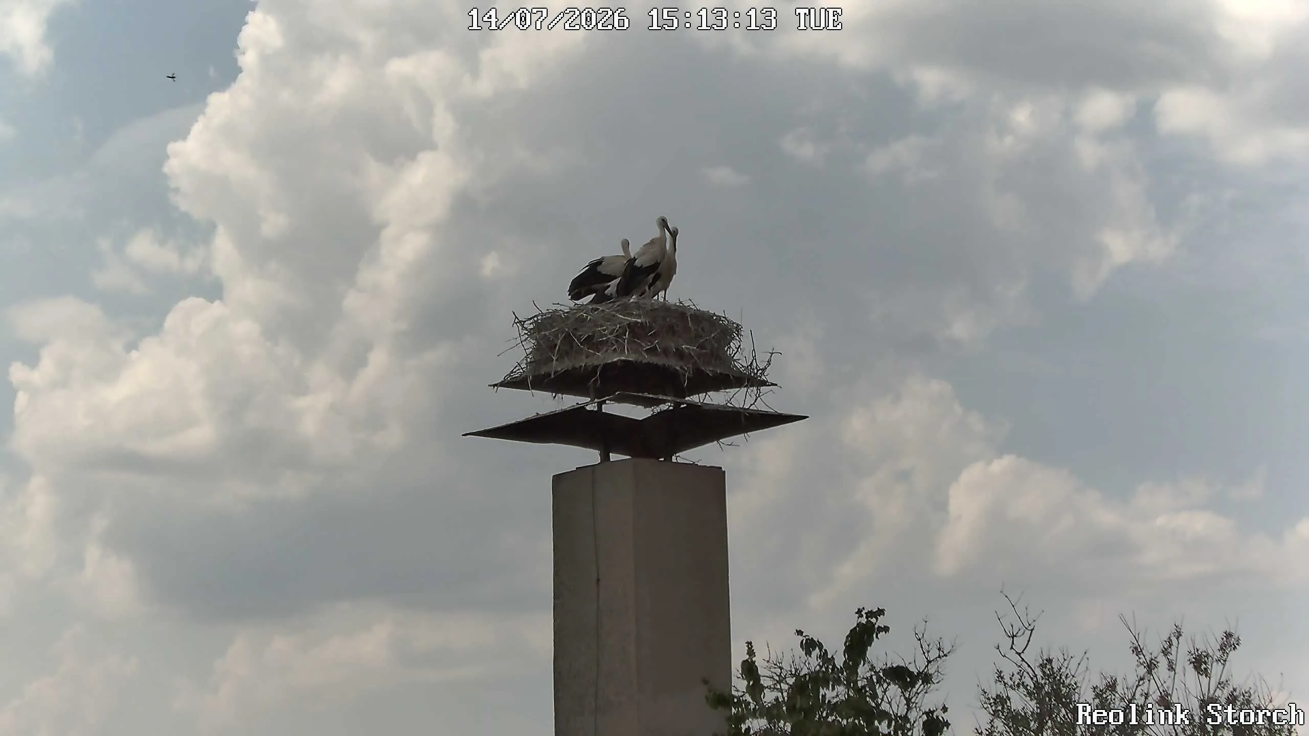 Storchencam Bild