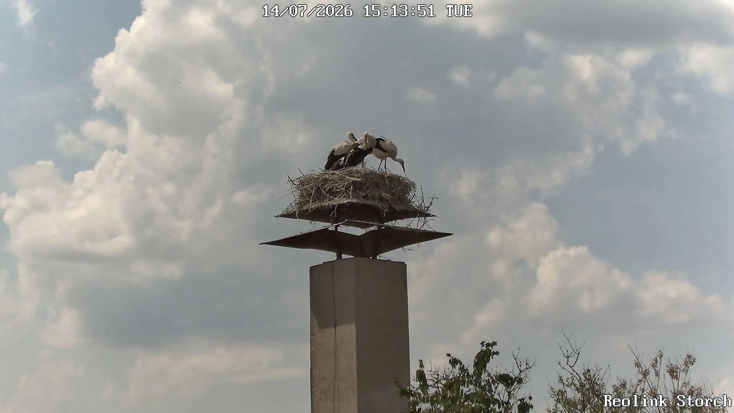 Storchencam Bild