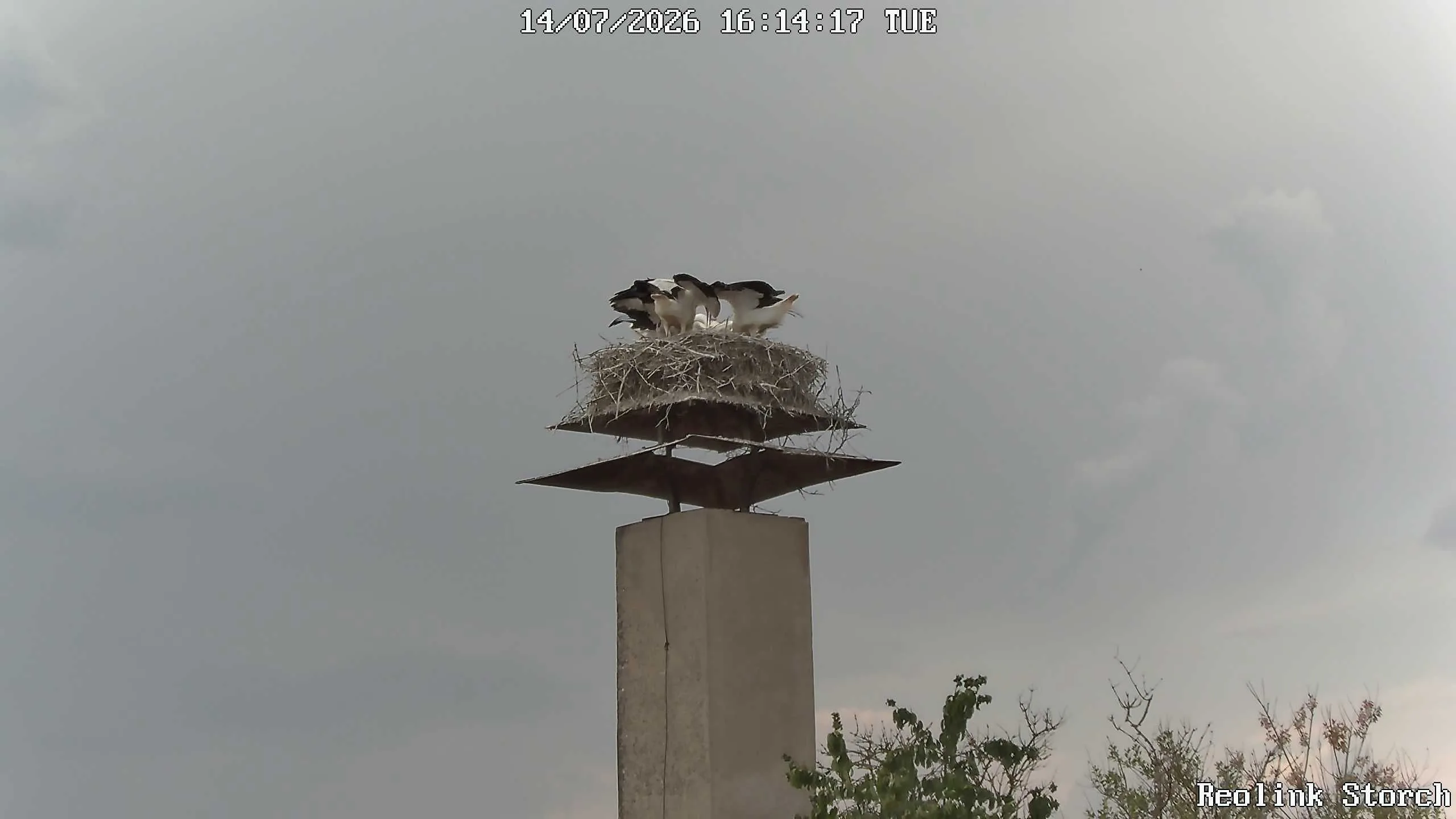 Storchencam Bild