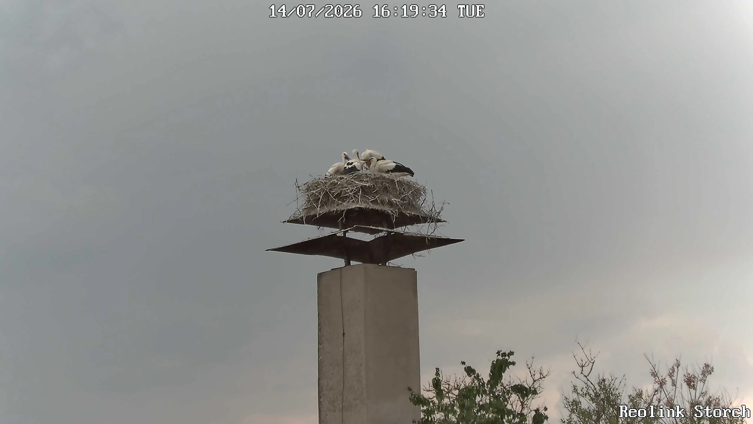 Storchencam Bild