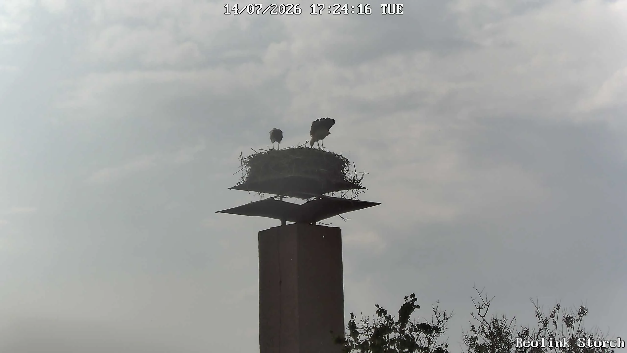 Storchencam Bild
