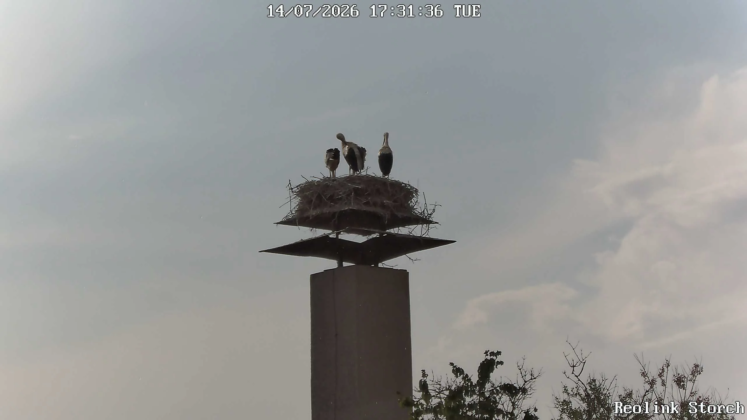 Storchencam Bild