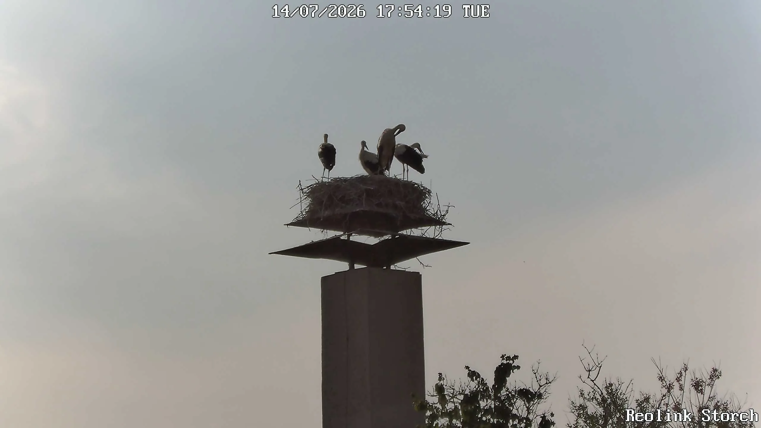 Storchencam Bild