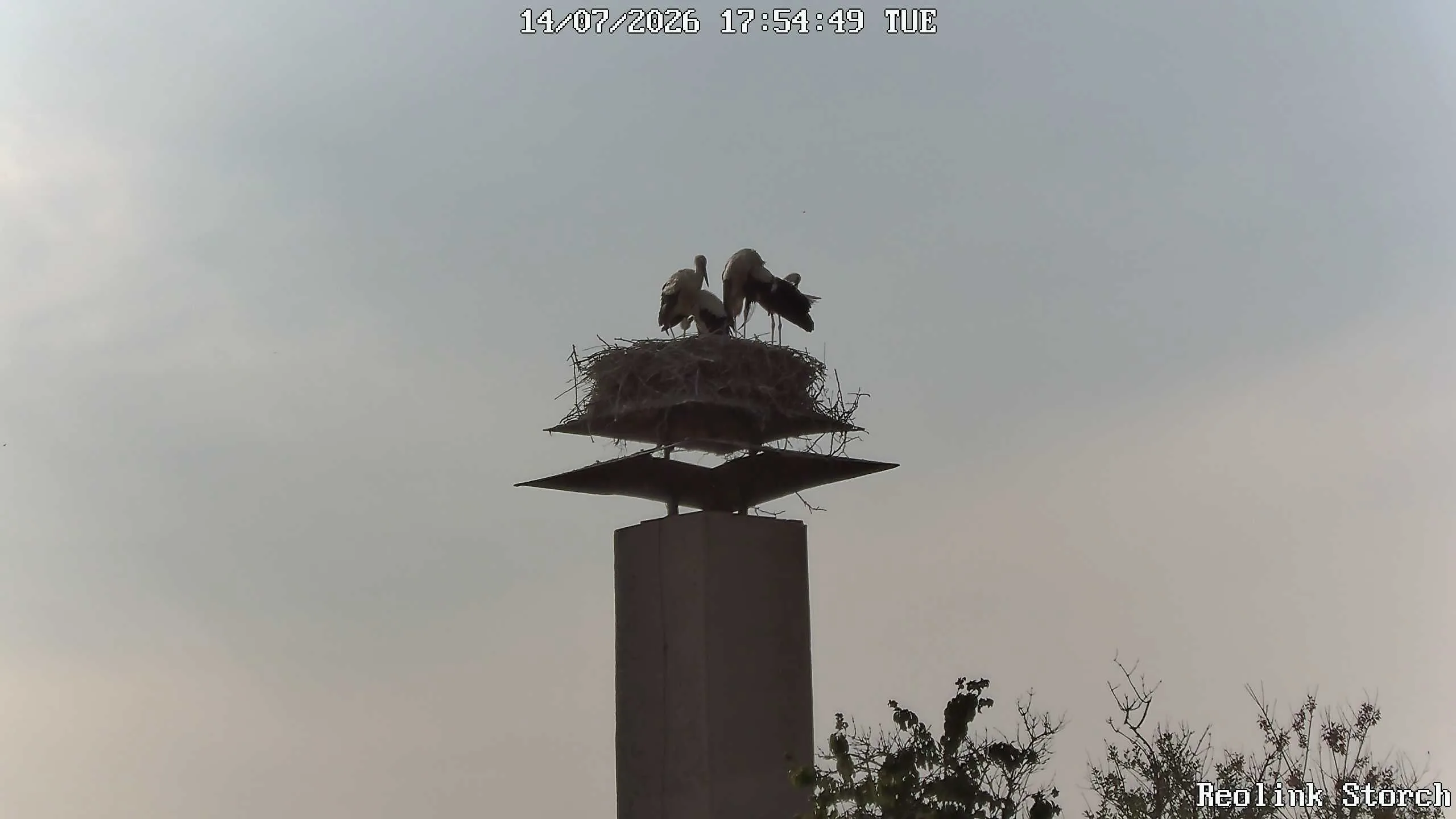 Storchencam Bild
