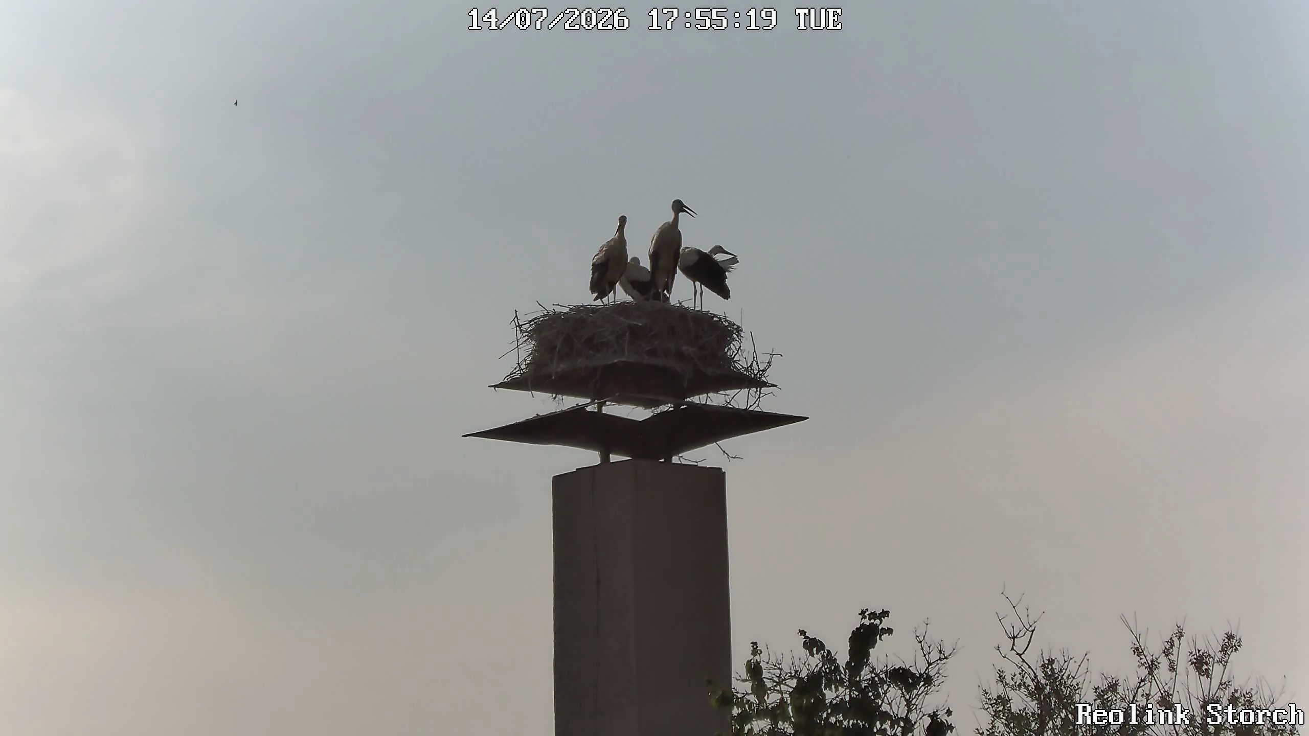 Storchencam Bild