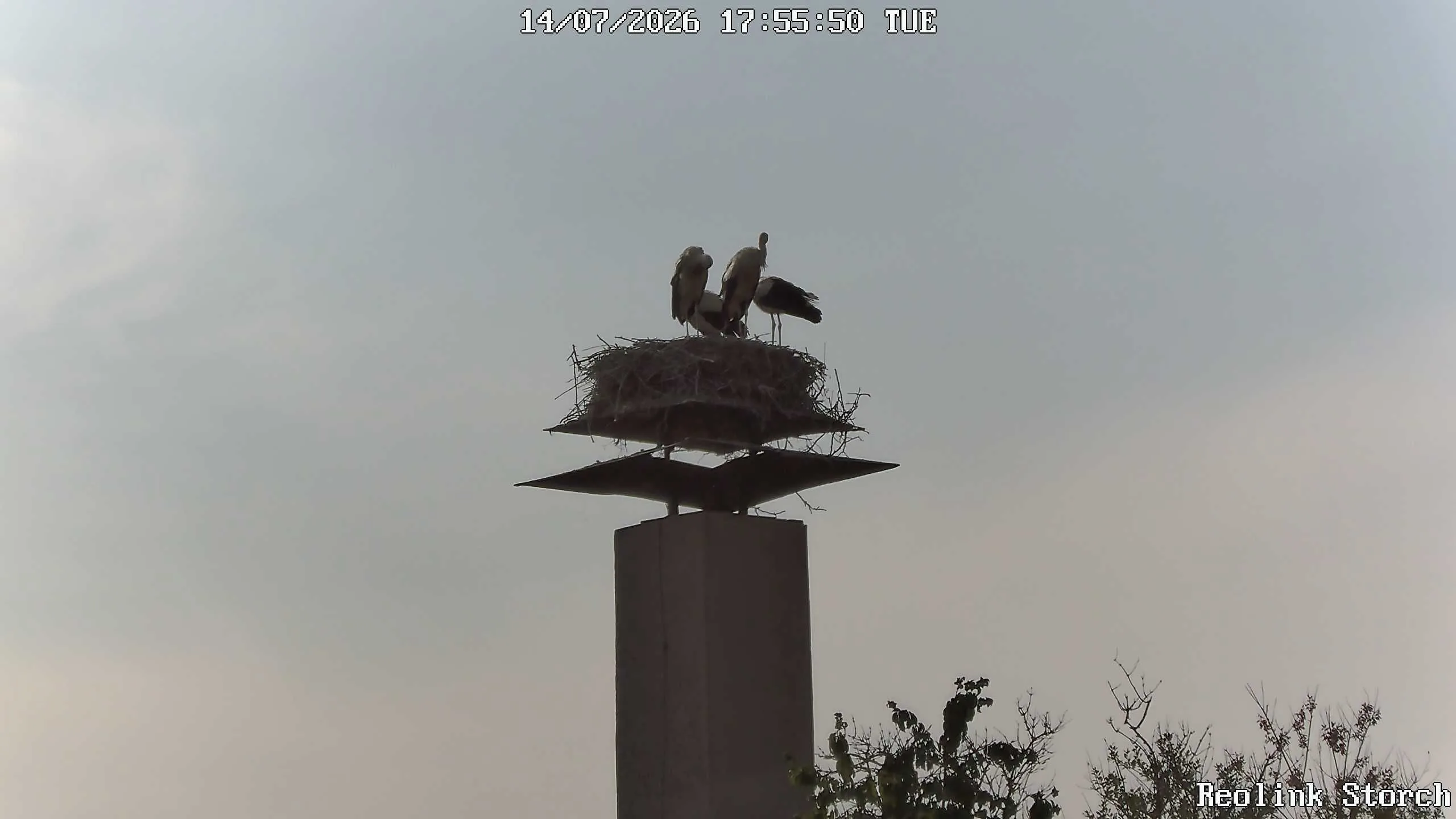 Storchencam Bild