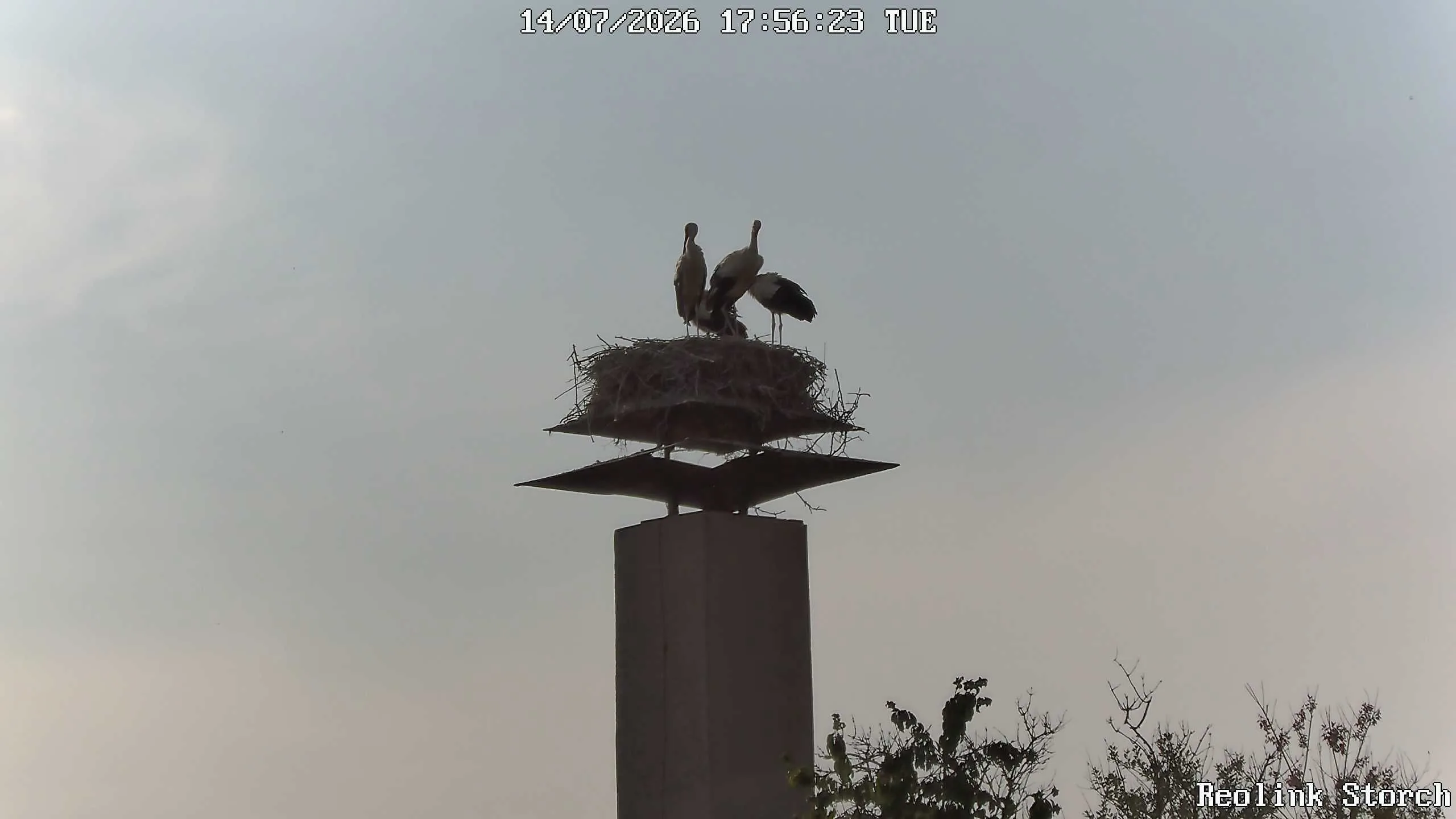 Storchencam Bild