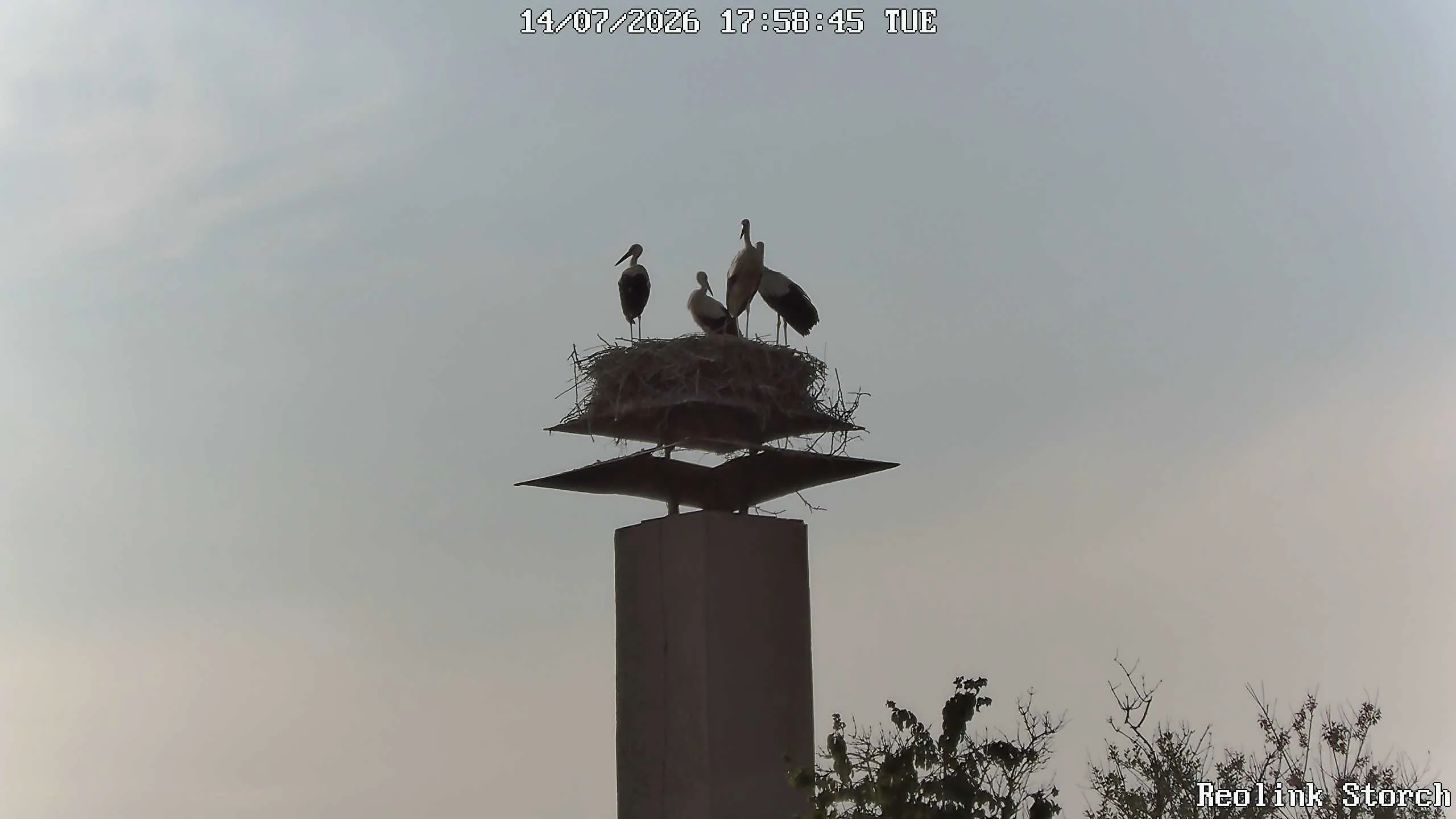 Storchencam Bild