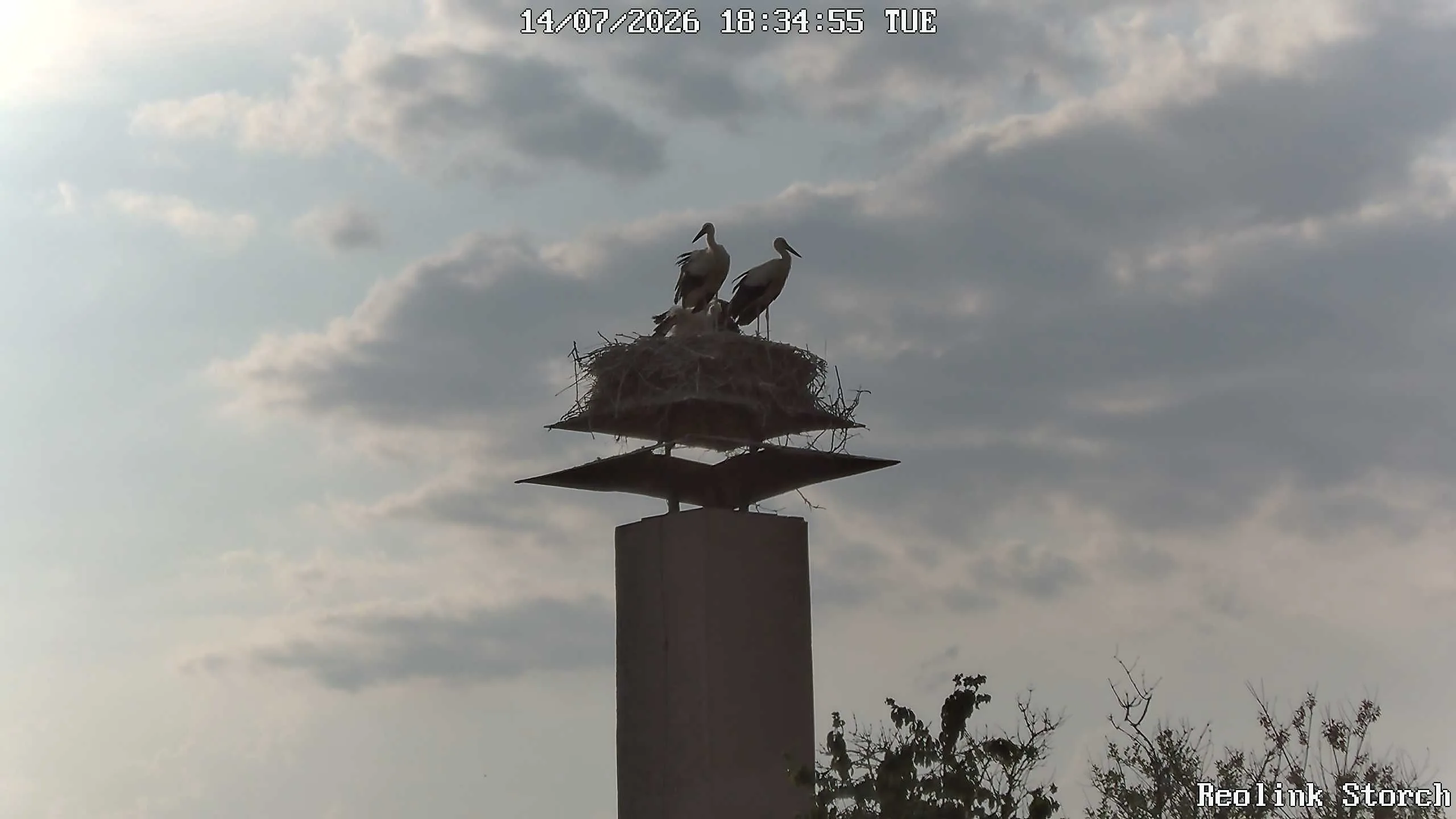 Storchencam Bild