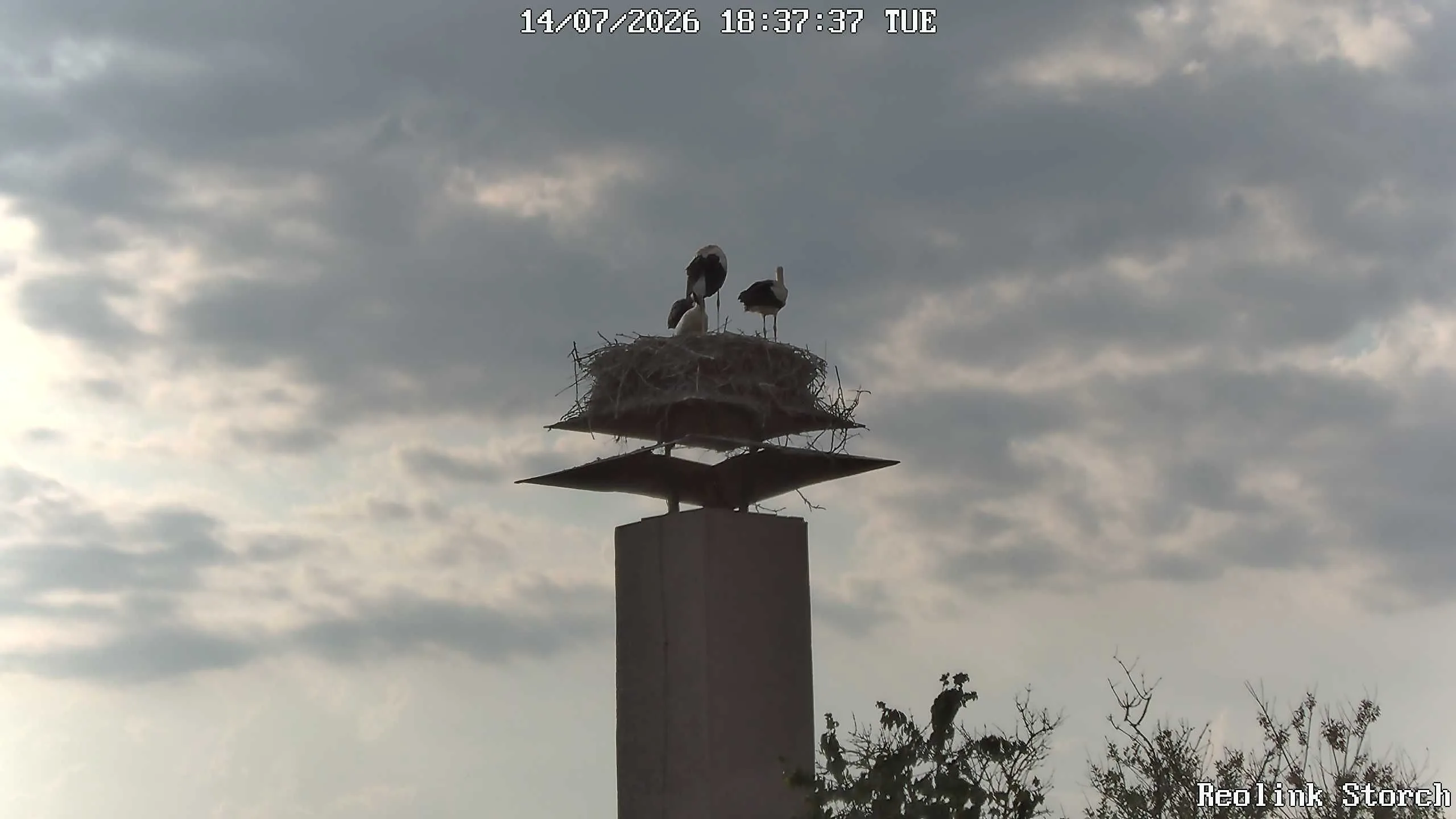 Storchencam Bild