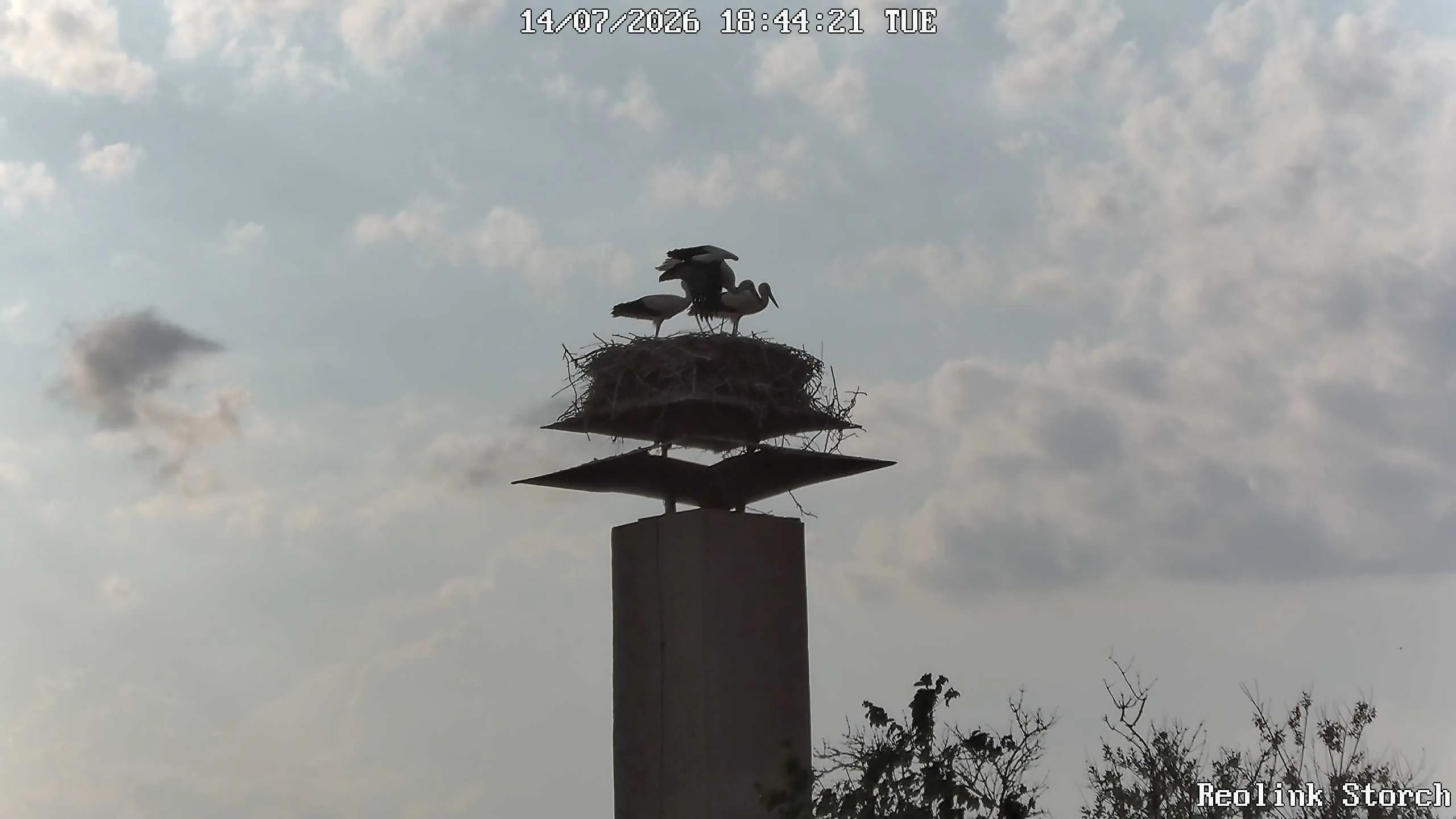 Storchencam Bild