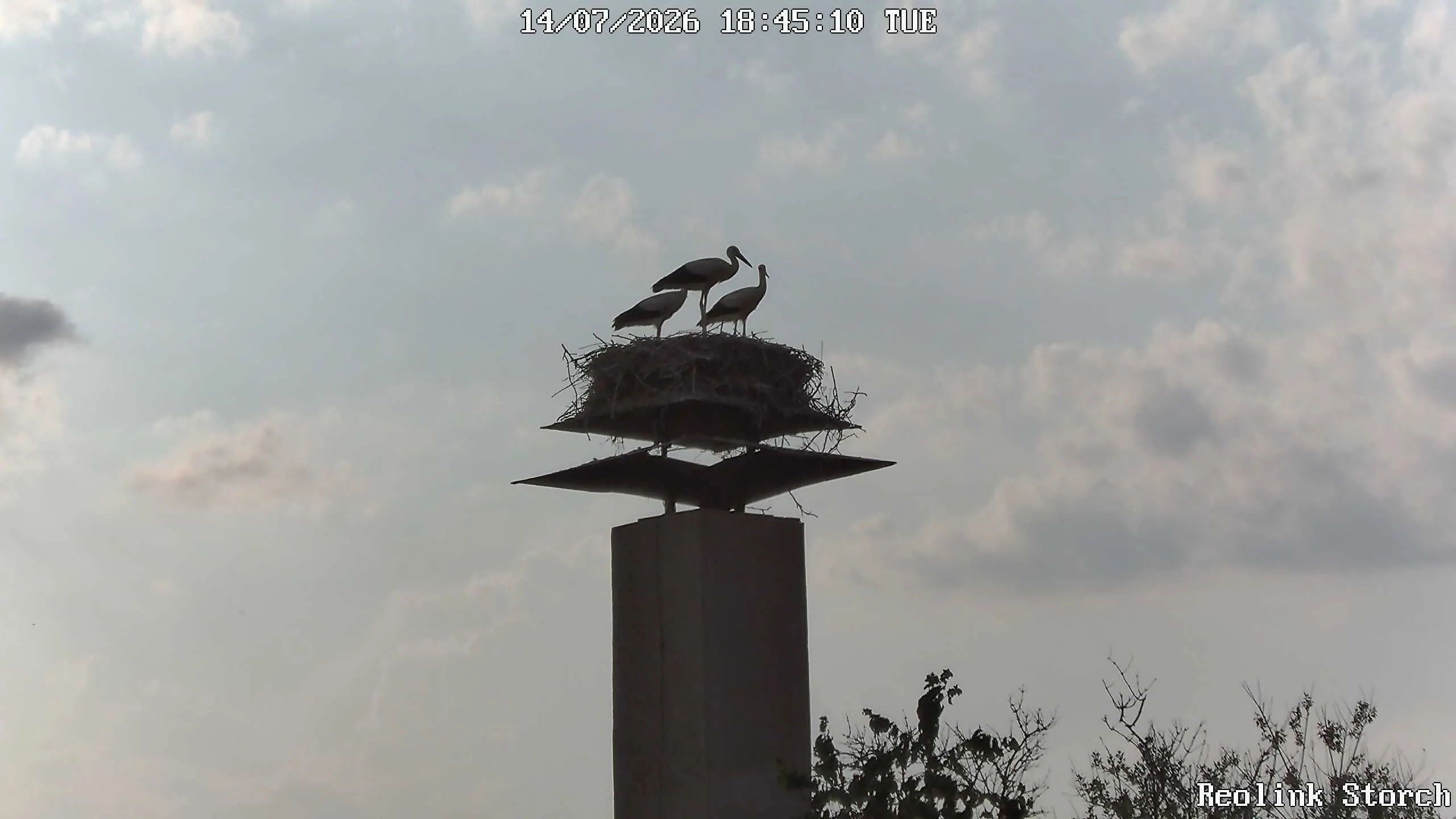 Storchencam Bild
