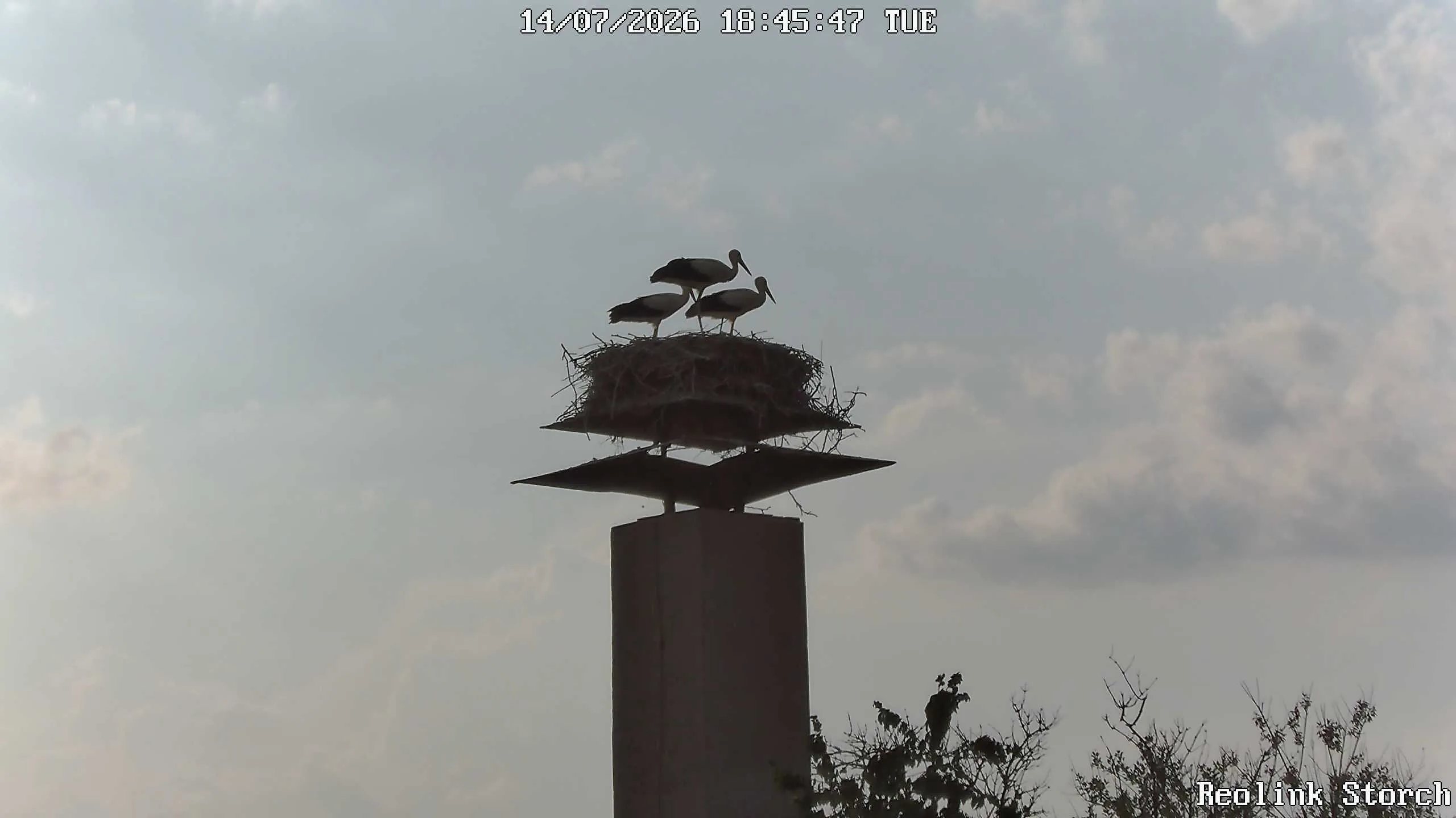 Storchencam Bild