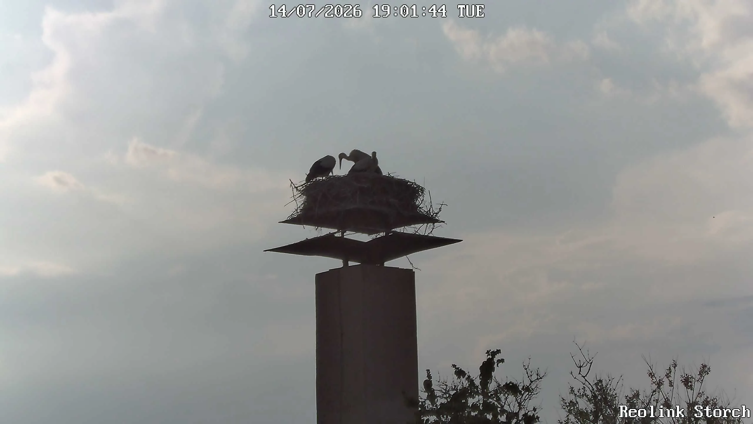 Storchencam Bild